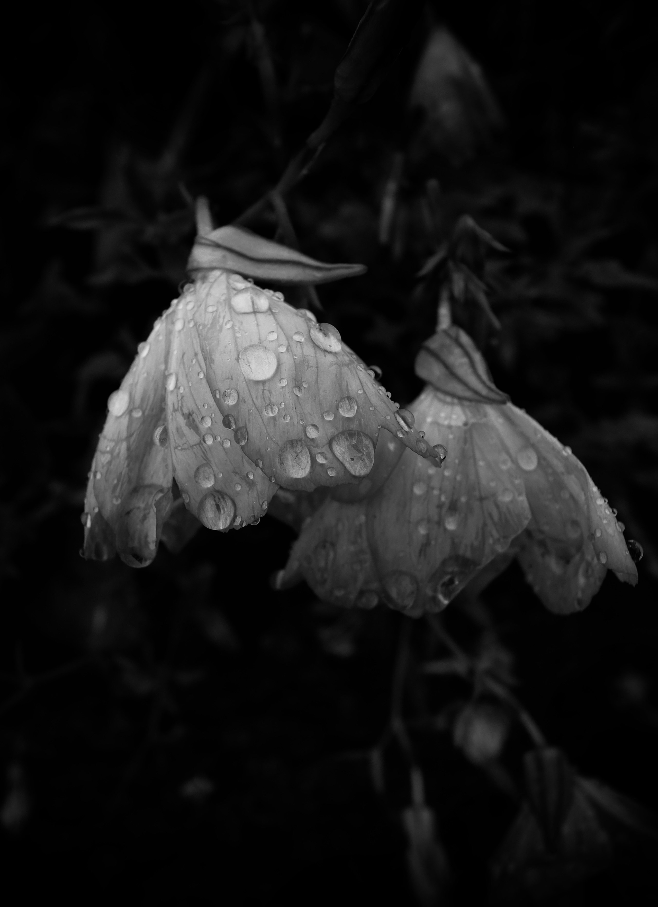 雨粒のついた花びらが闇に浮かぶ花