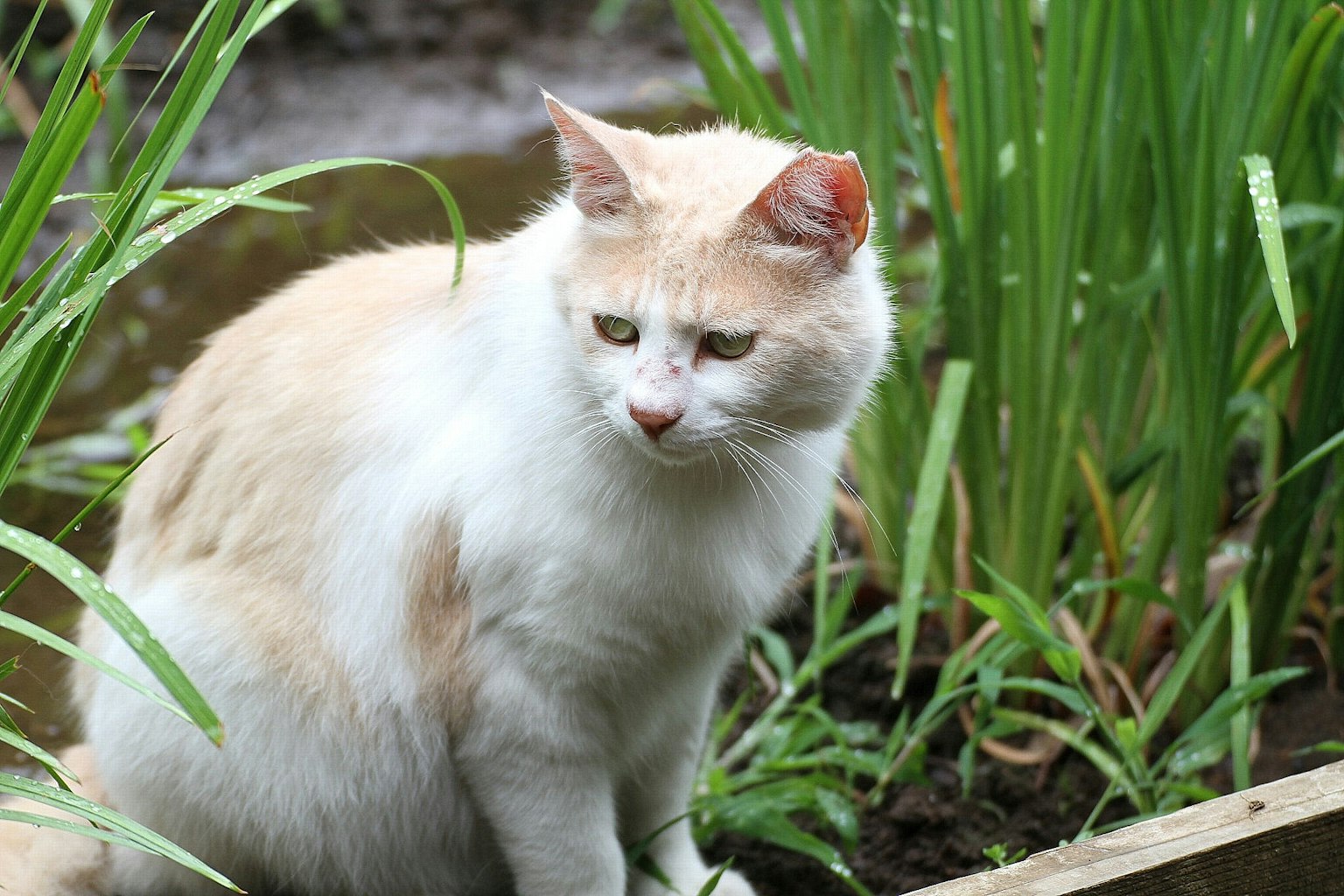 Kucing dengan bulu putih dan oranye duduk di antara rumput hijau