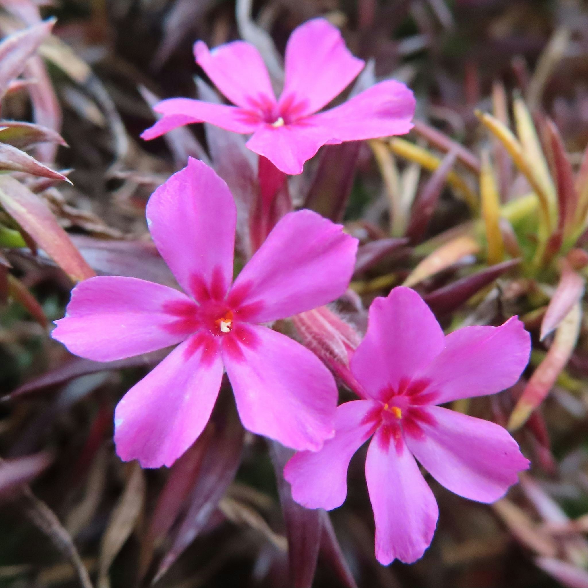 ピンクの花が群生する多肉植物の花壇