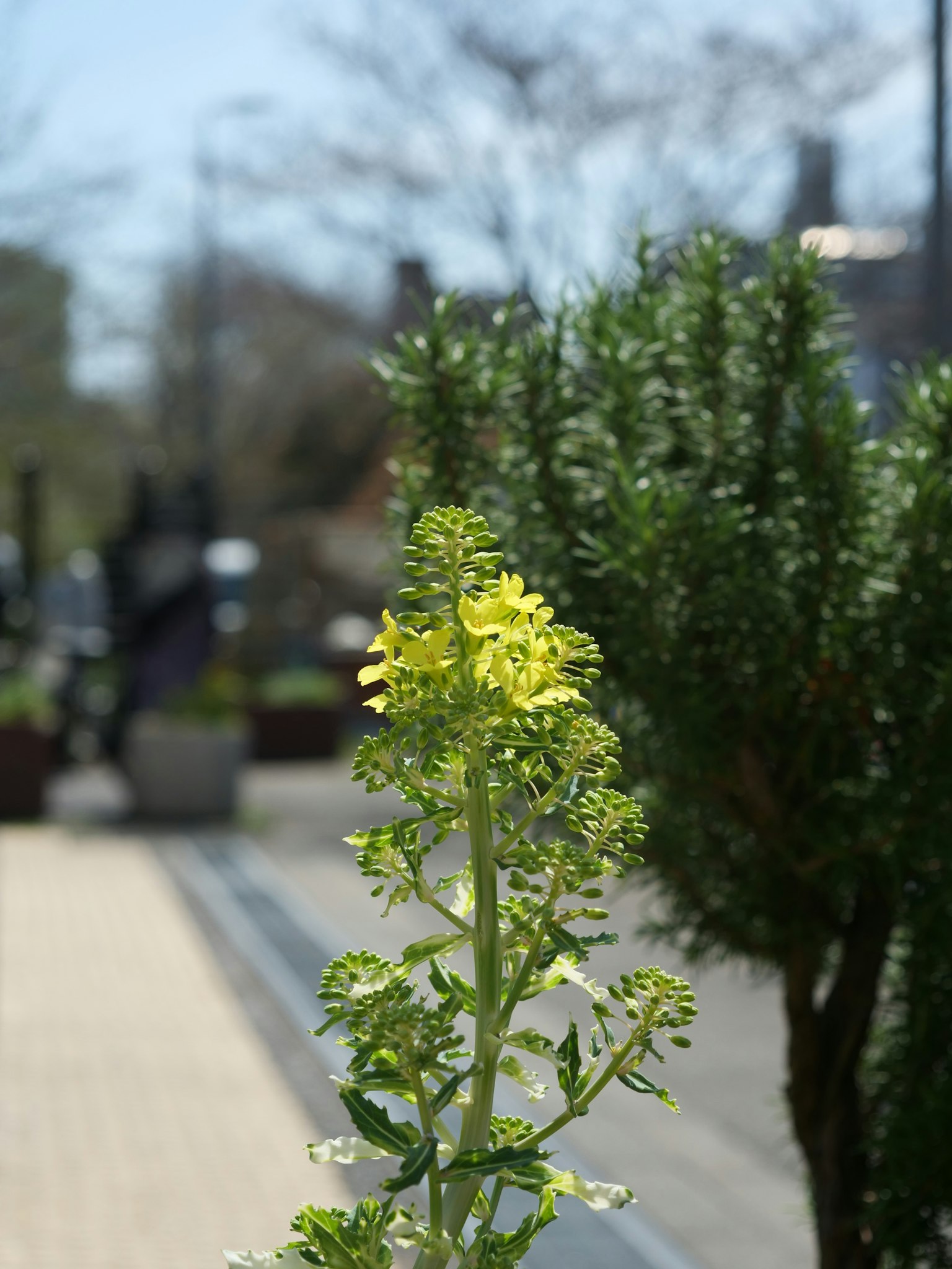 Fiore giallo che fiorisce per strada con piante verdi sullo sfondo