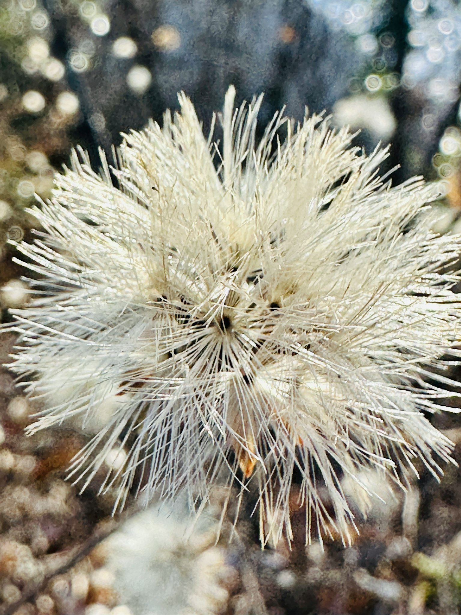 白色花朵状植物的特写，细长的花瓣向外辐射