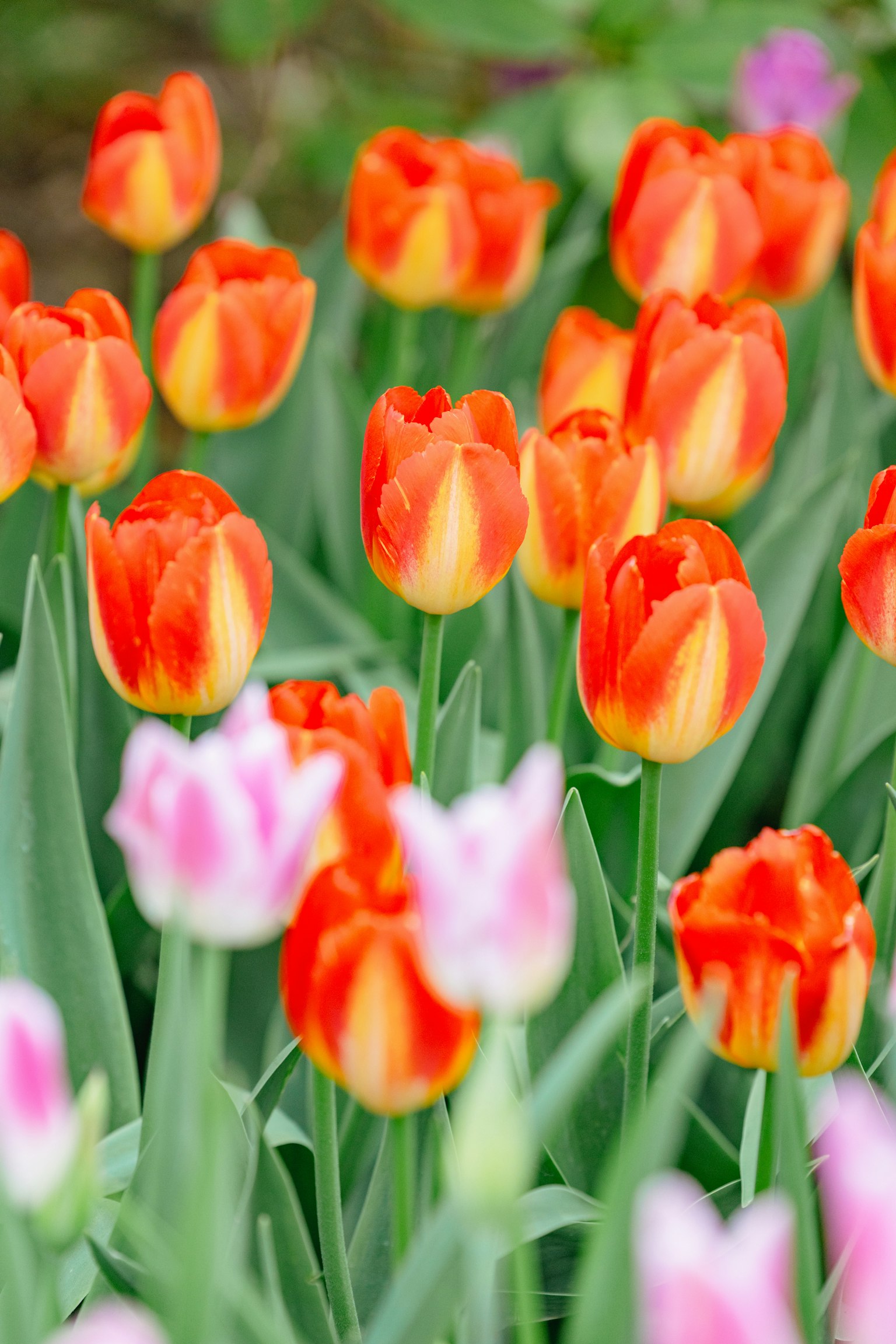 Vườn tulip rực rỡ với tulip màu cam và hồng đang nở rộ