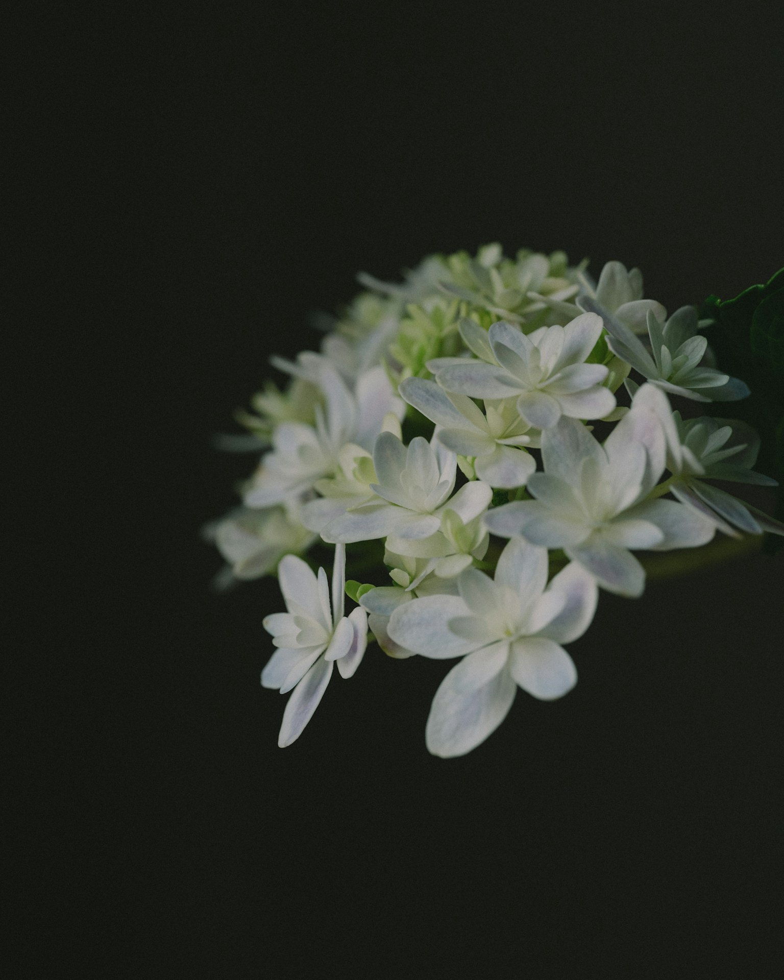 Un beau groupe de fleurs blanches ressemblant à un bouquet