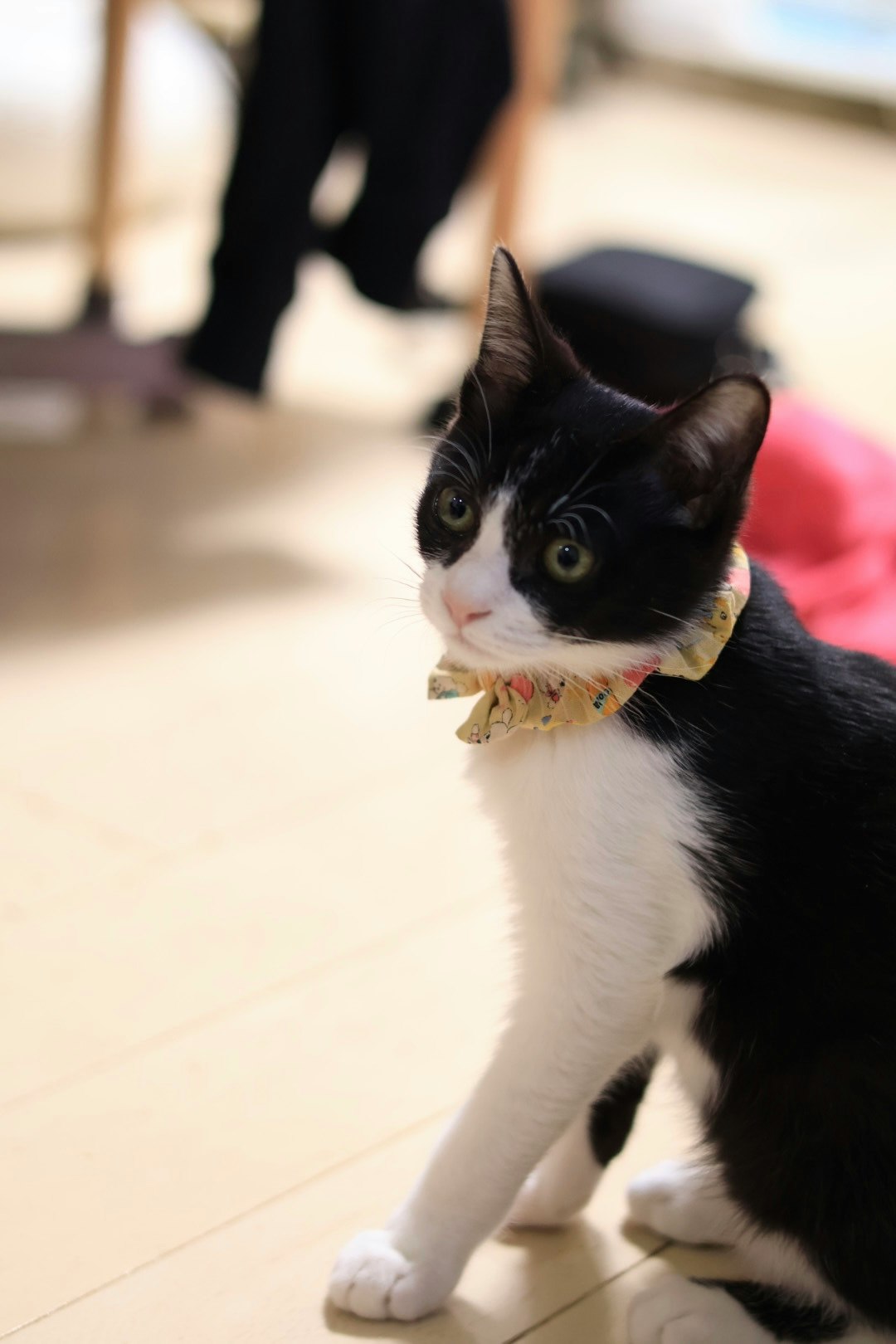 ピンクのソファの前にいる黒白の猫