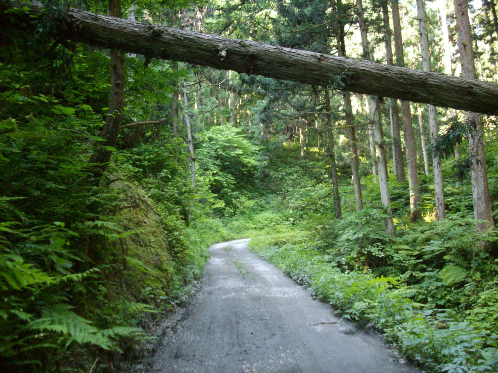 Un sentiero che serpeggia in una foresta verde e rigogliosa