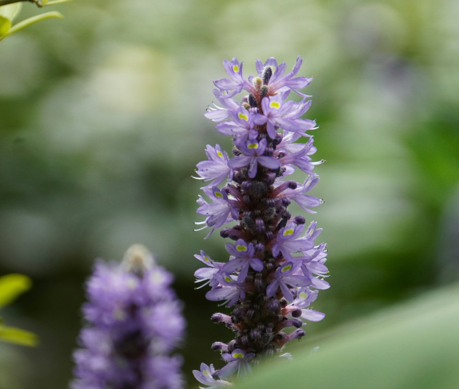 Photo en gros plan d'une plante avec des fleurs violettes