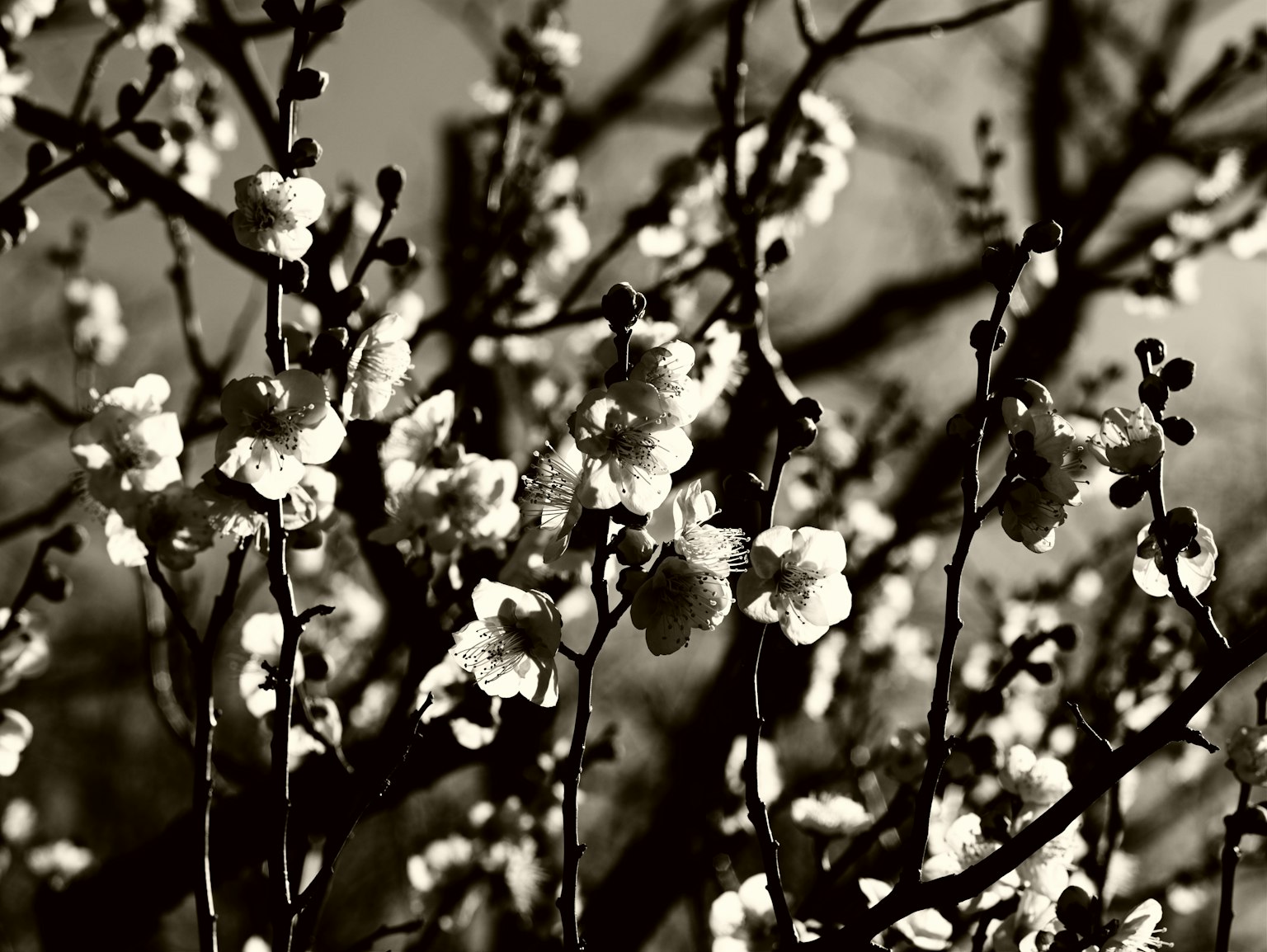 Fotografia in bianco e nero di rami con fiori bianchi