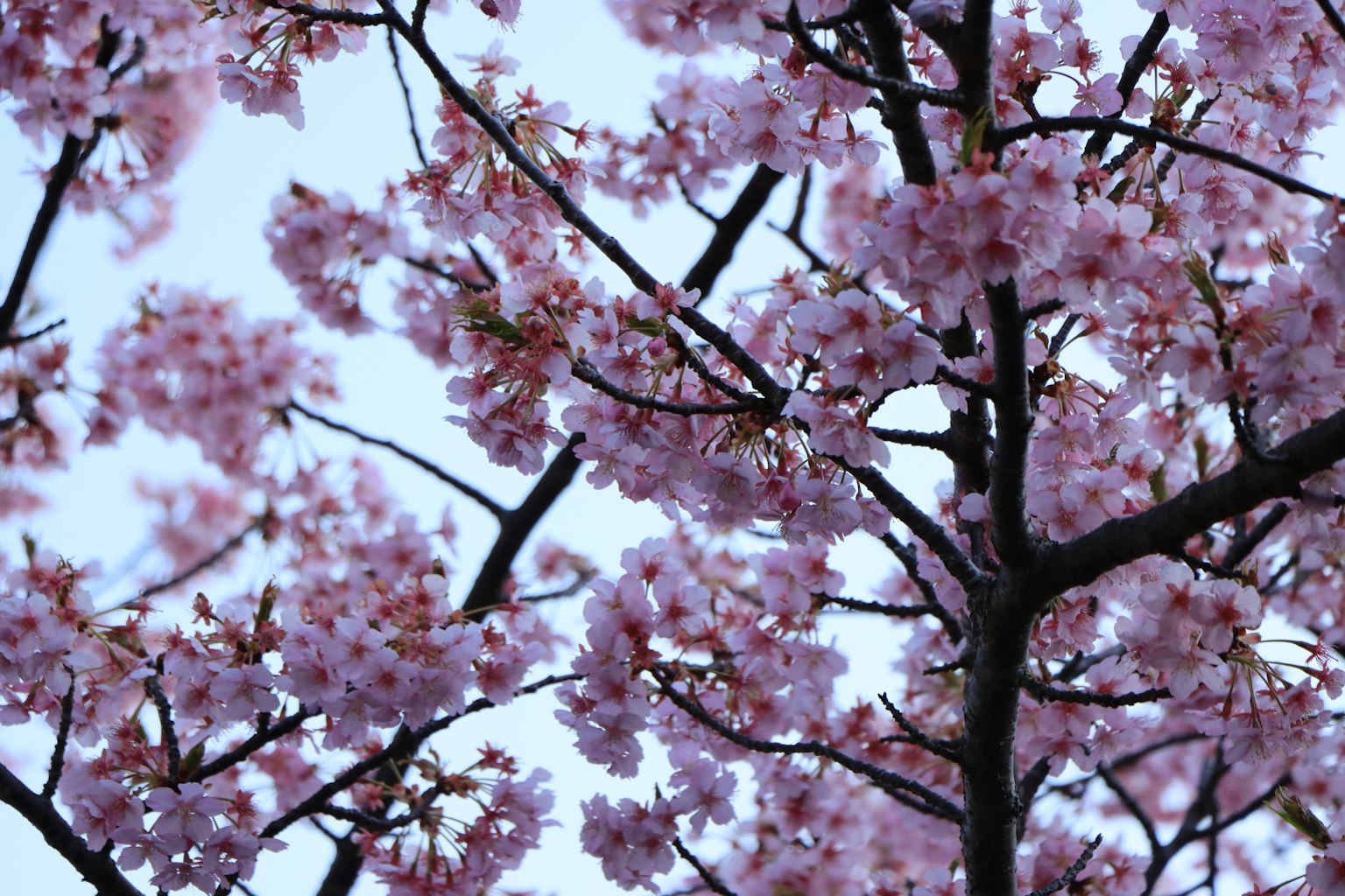 Primo piano di rami di ciliegio in fiore
