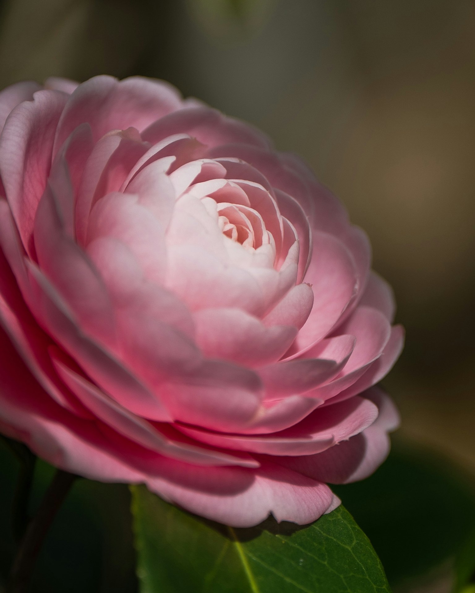 Cận cảnh hoa trà camelia hồng đẹp