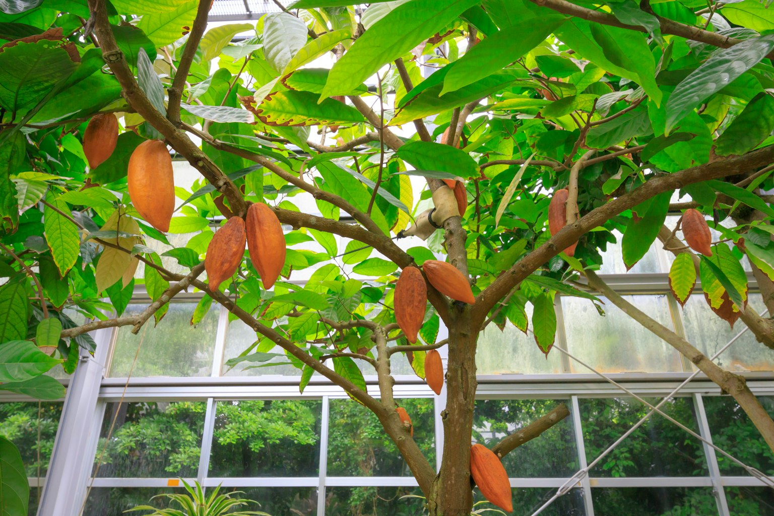 Árbol de cacao con vainas en un invernadero rodeado de hojas verdes