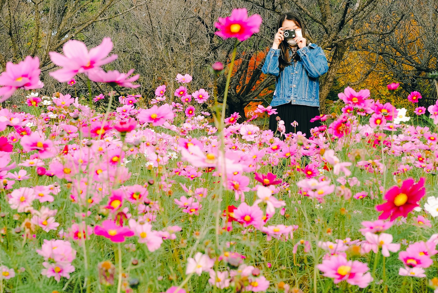 Mujer sosteniendo una cámara en un campo de flores cosmos vibrantes