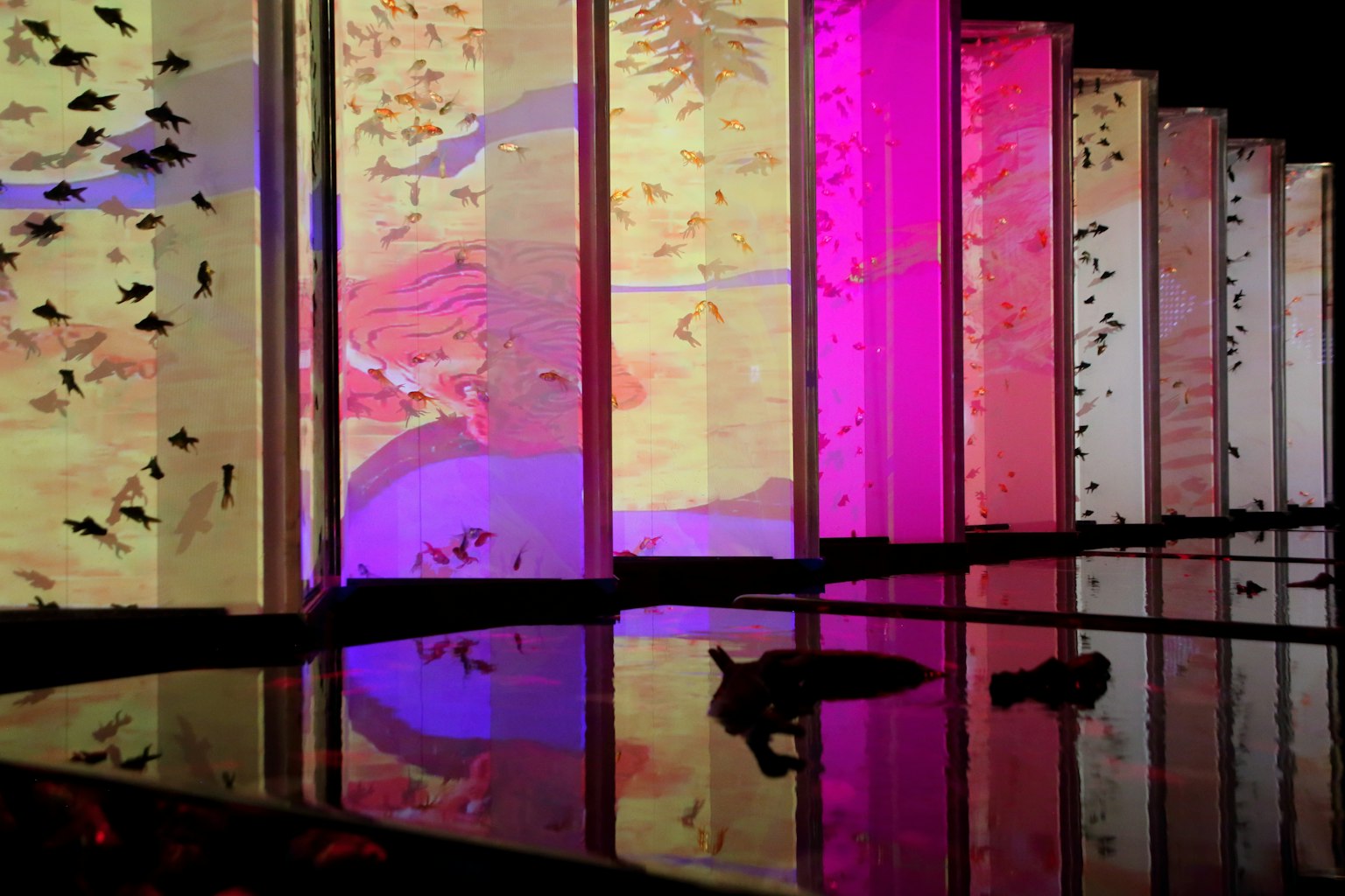 Colorful illuminated walls reflecting on water with digital fish art
