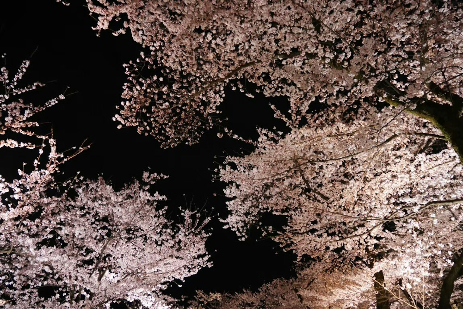 夜空中盛开的樱花景象