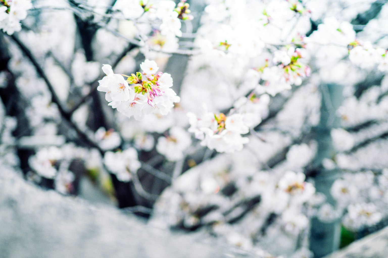 桜の花が咲いている木のぼかし写真