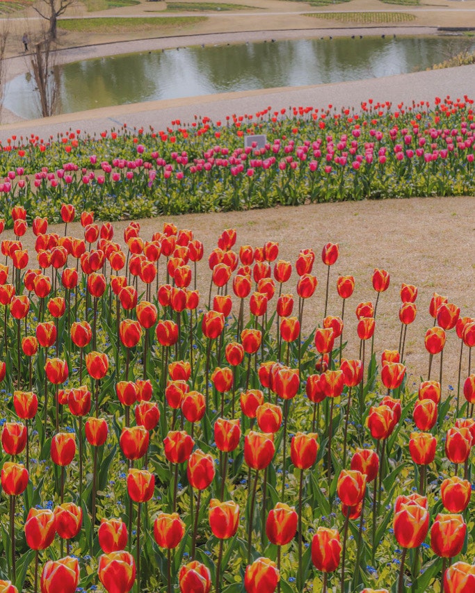 チューリップ畑の花壇と小川沿いの景色