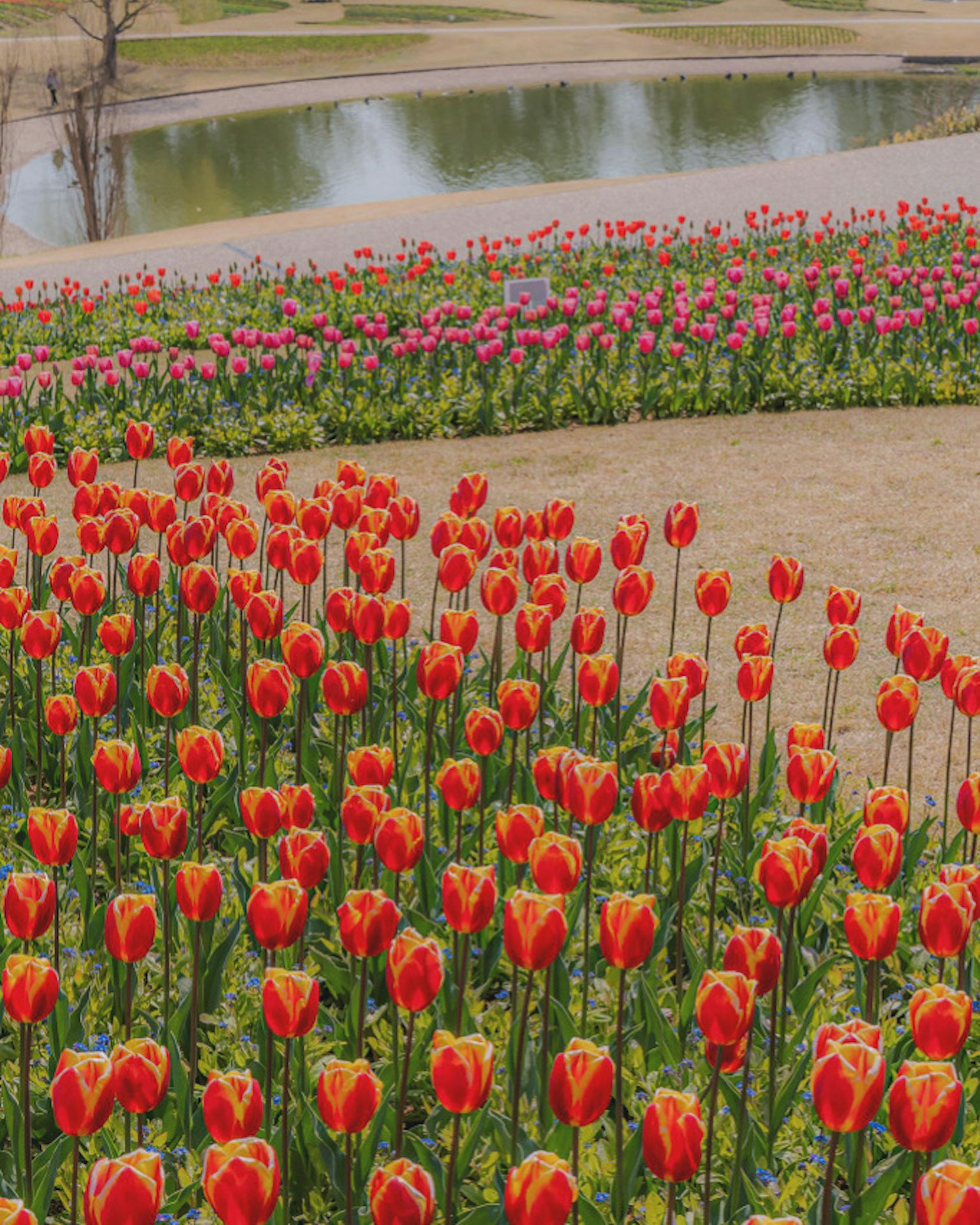 A landscape of vibrant red and pink tulips blooming in a park