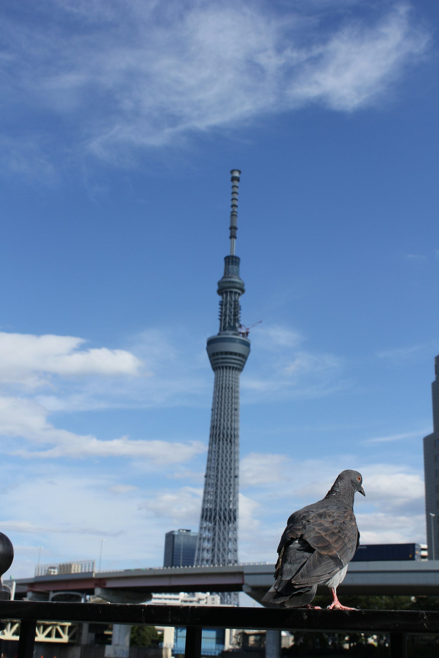 蓝天下东京晴空塔前的鸽子