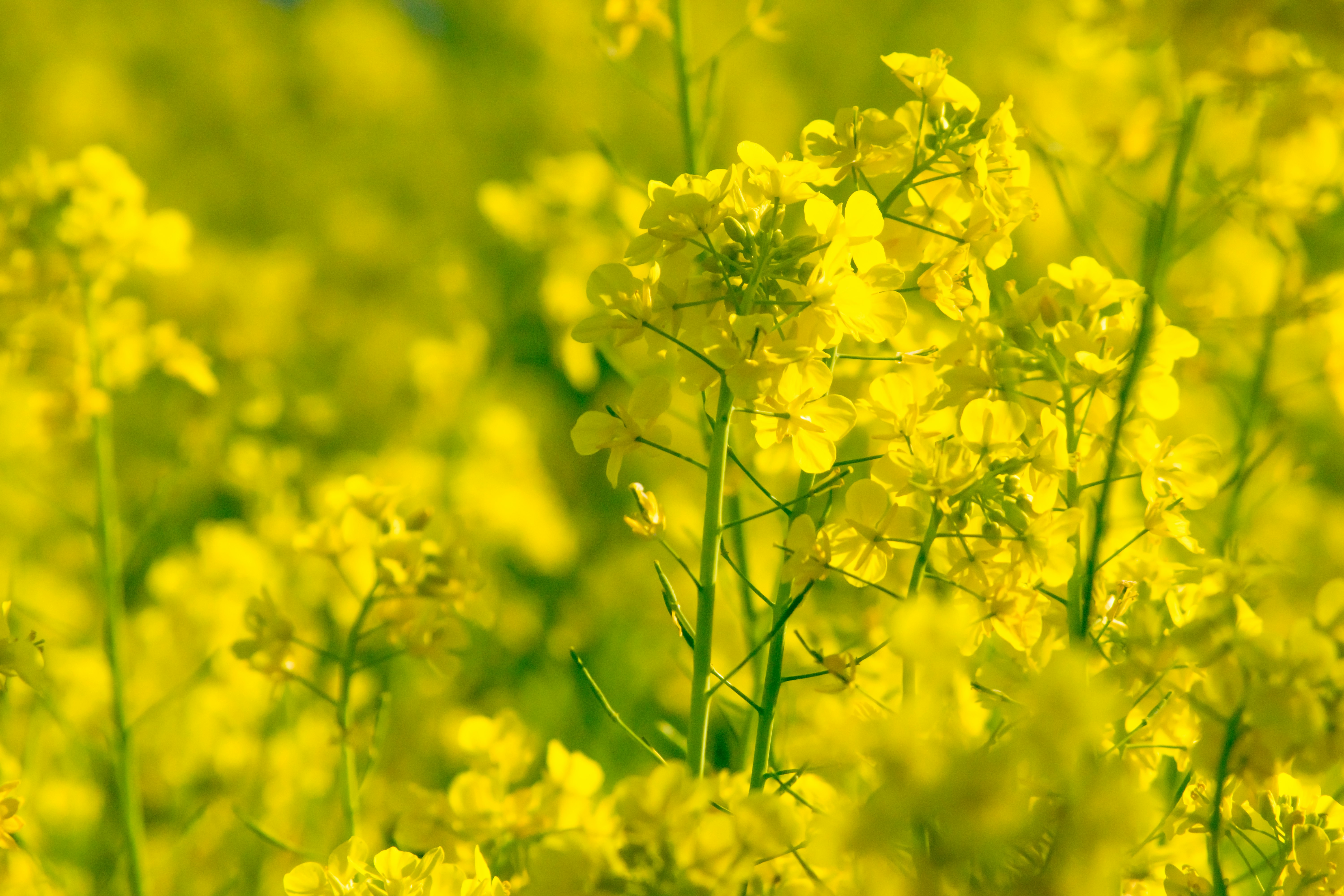 黄色油菜花在虚化花海中绽放
