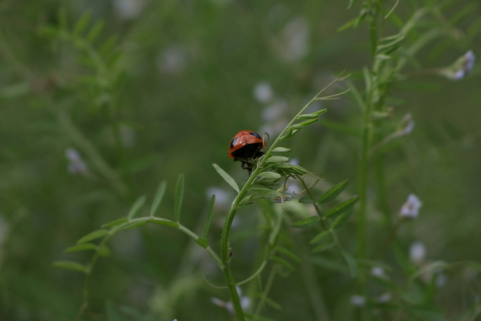 绿色植物叶子上的小红瓢虫