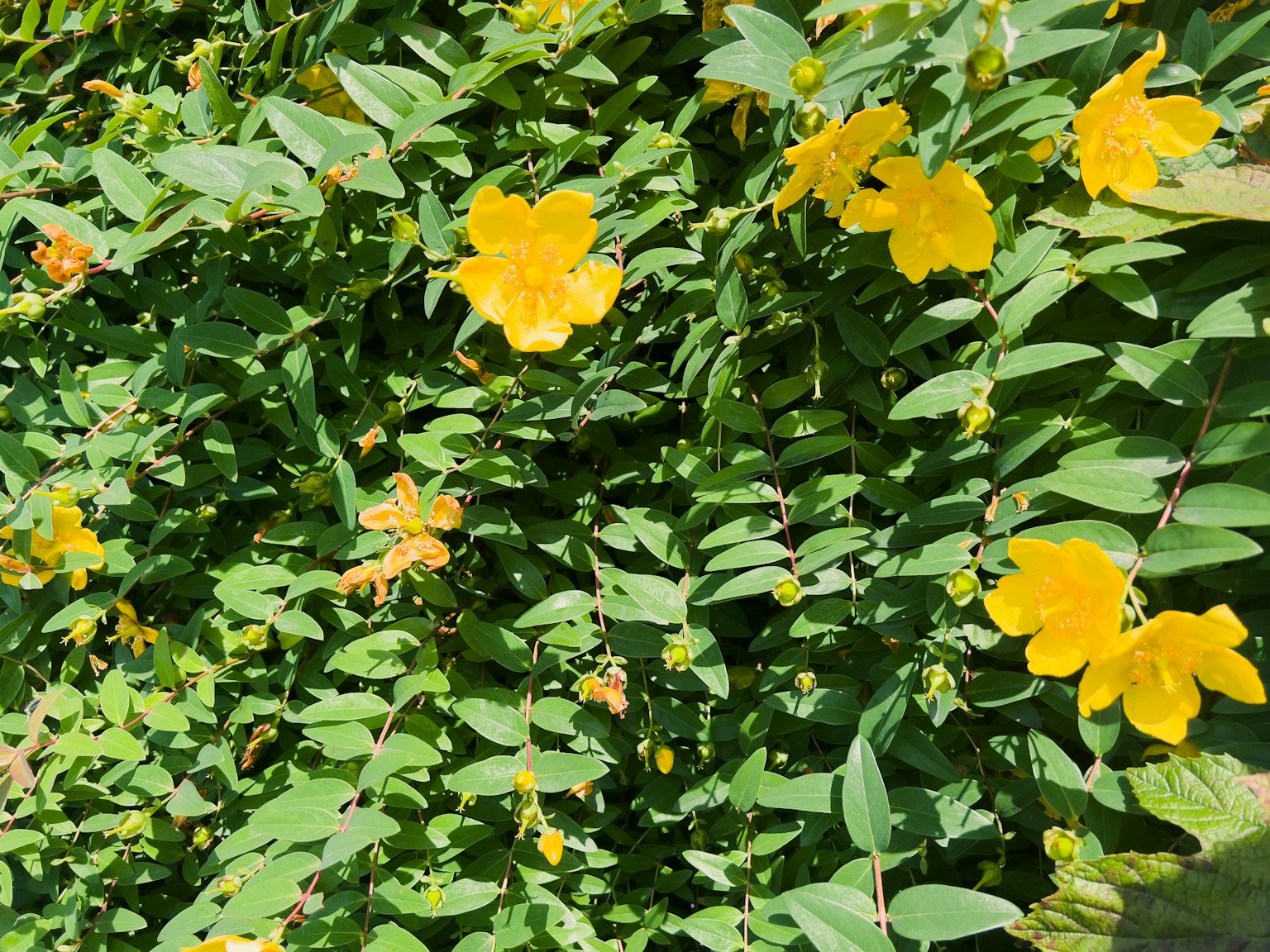 Fleurs jaunes vives épanouies parmi des feuilles vertes