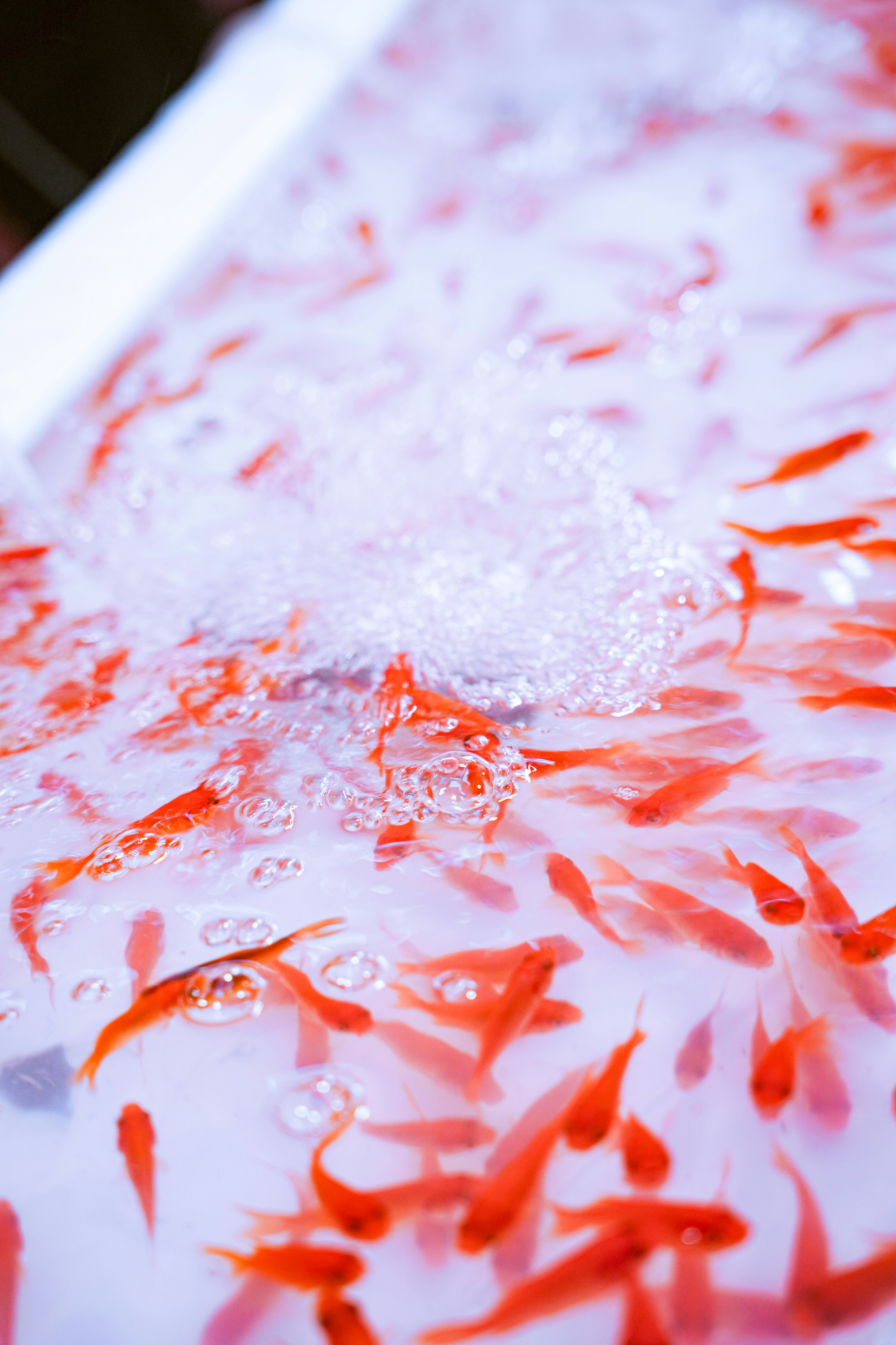赤い金魚が舞う白い水面の飛沫