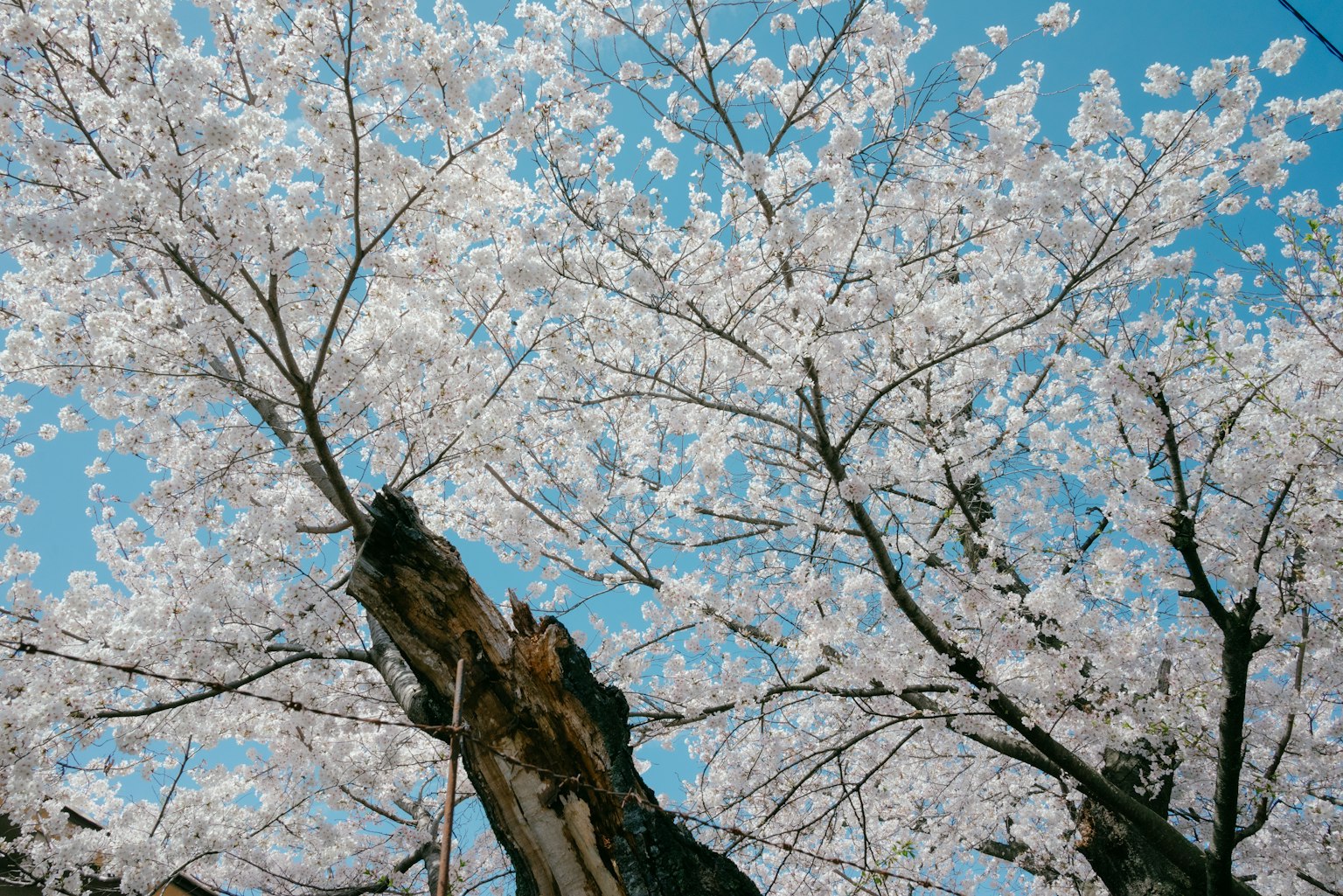 Arbre de cerisier en fleurs sous un ciel bleu