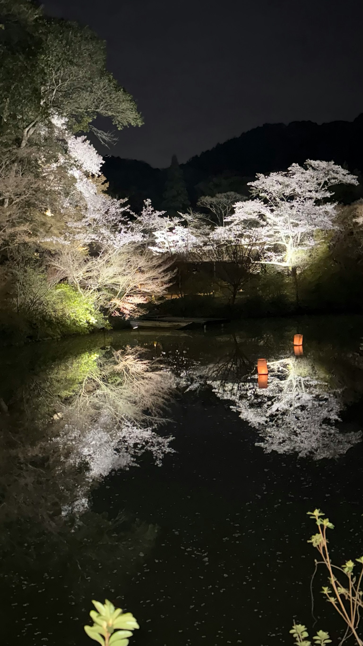 Cerisiers illuminés la nuit se reflétant dans un étang paisible