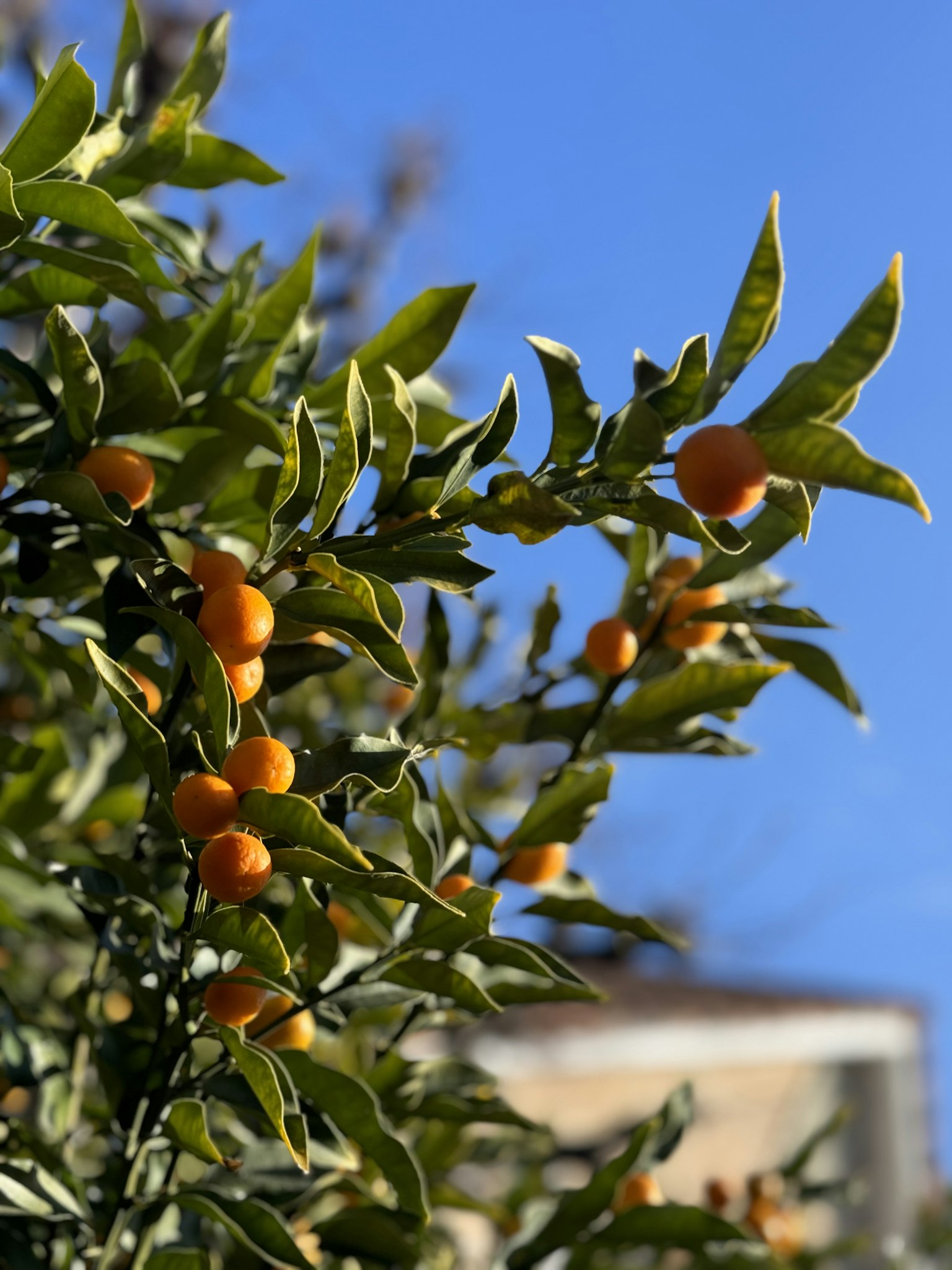 Branch of a tree with orange fruits under a blue sky