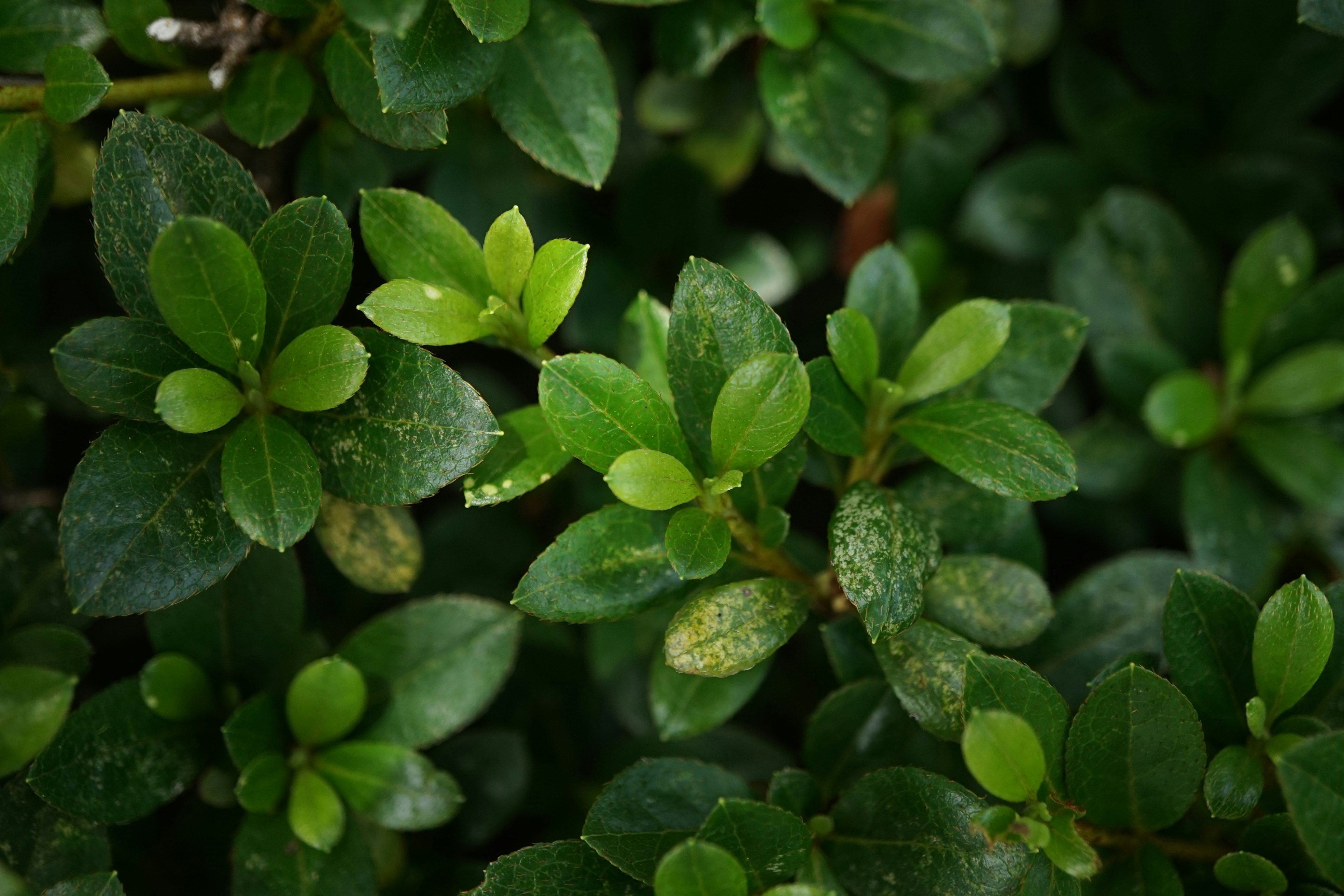 緑の葉が密に茂る植物のクローズアップ