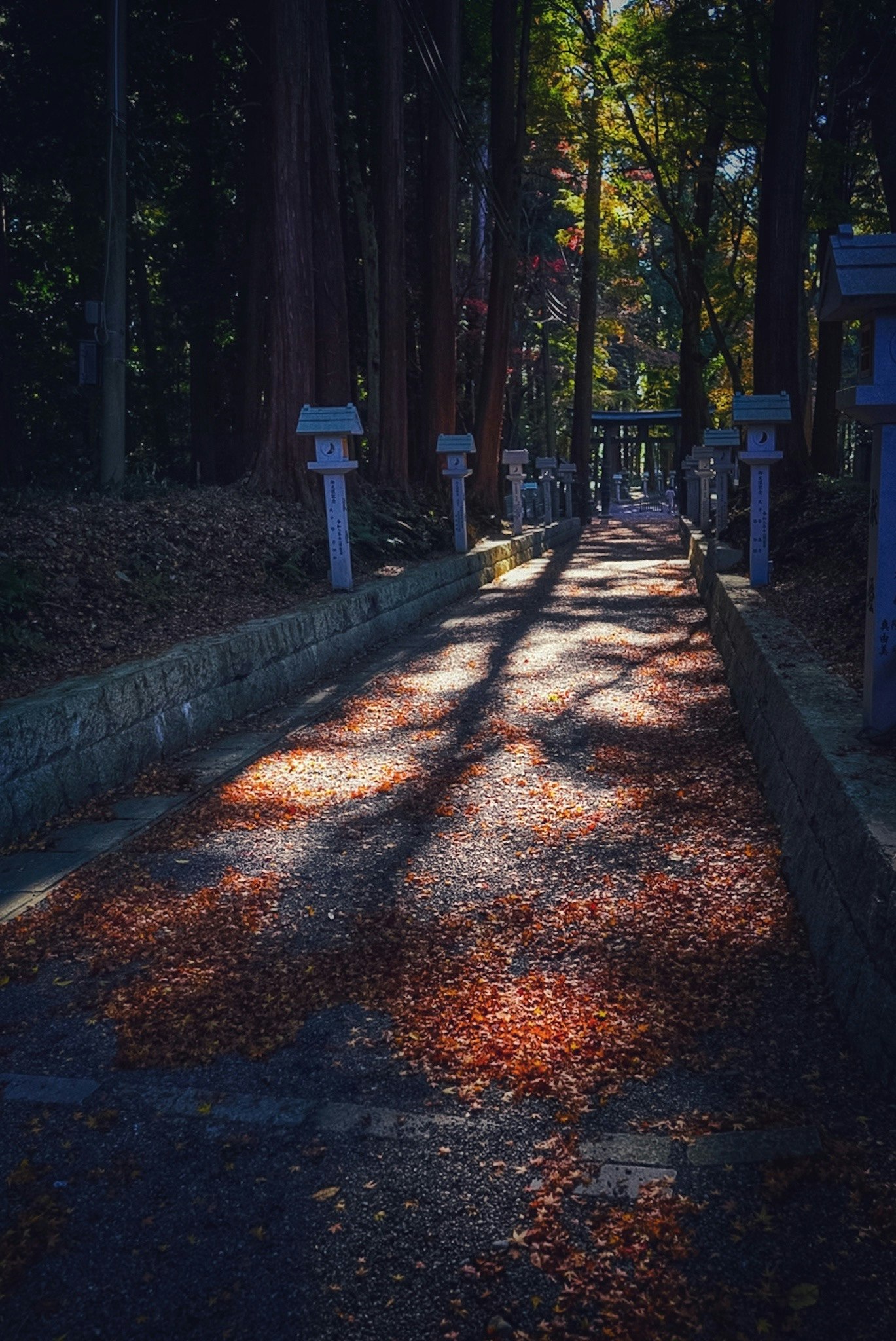 紅葉の落ち葉が敷かれた並木道の光と影