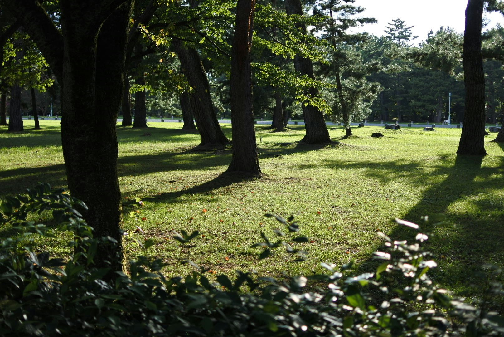 芝生と木々が広がる公園の緑の風景