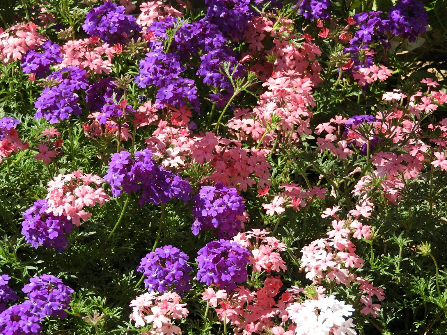 Un jardin vibrant avec des groupes de fleurs violettes et roses