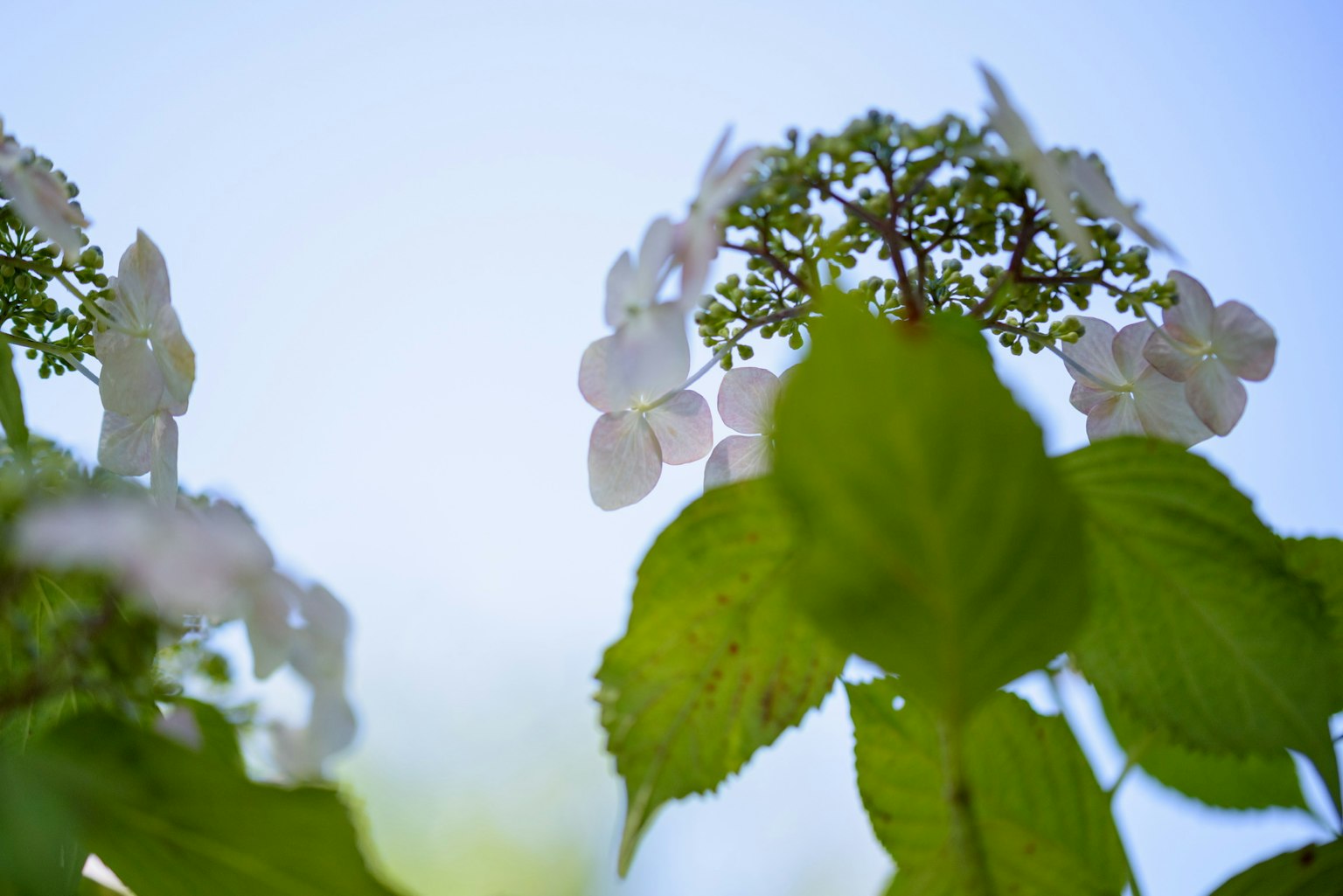 Fiori bianchi e foglie verdi sotto un cielo blu