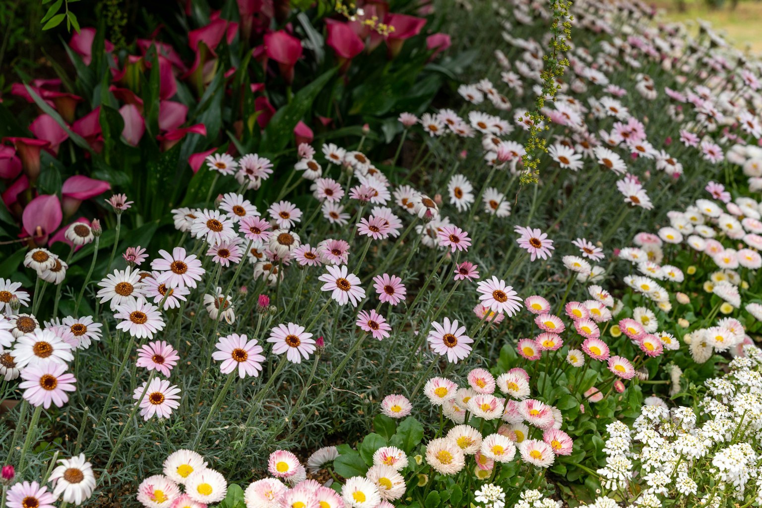 美麗的花園場景，盛開著各種花朵