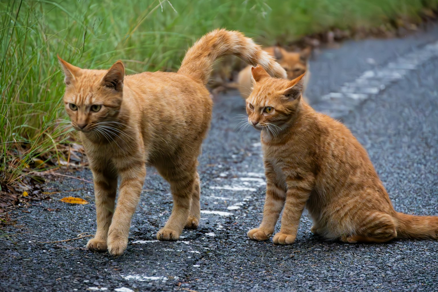 Hai con mèo màu cam đứng gần lề đường