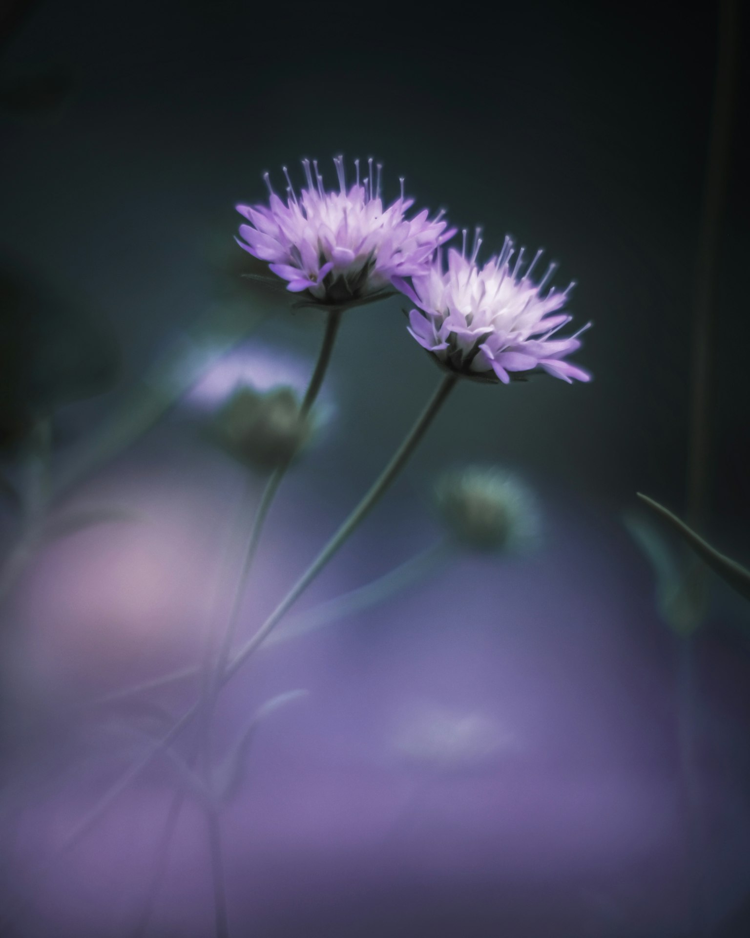 Bella immagine di fiori viola chiaro su sfondo scuro