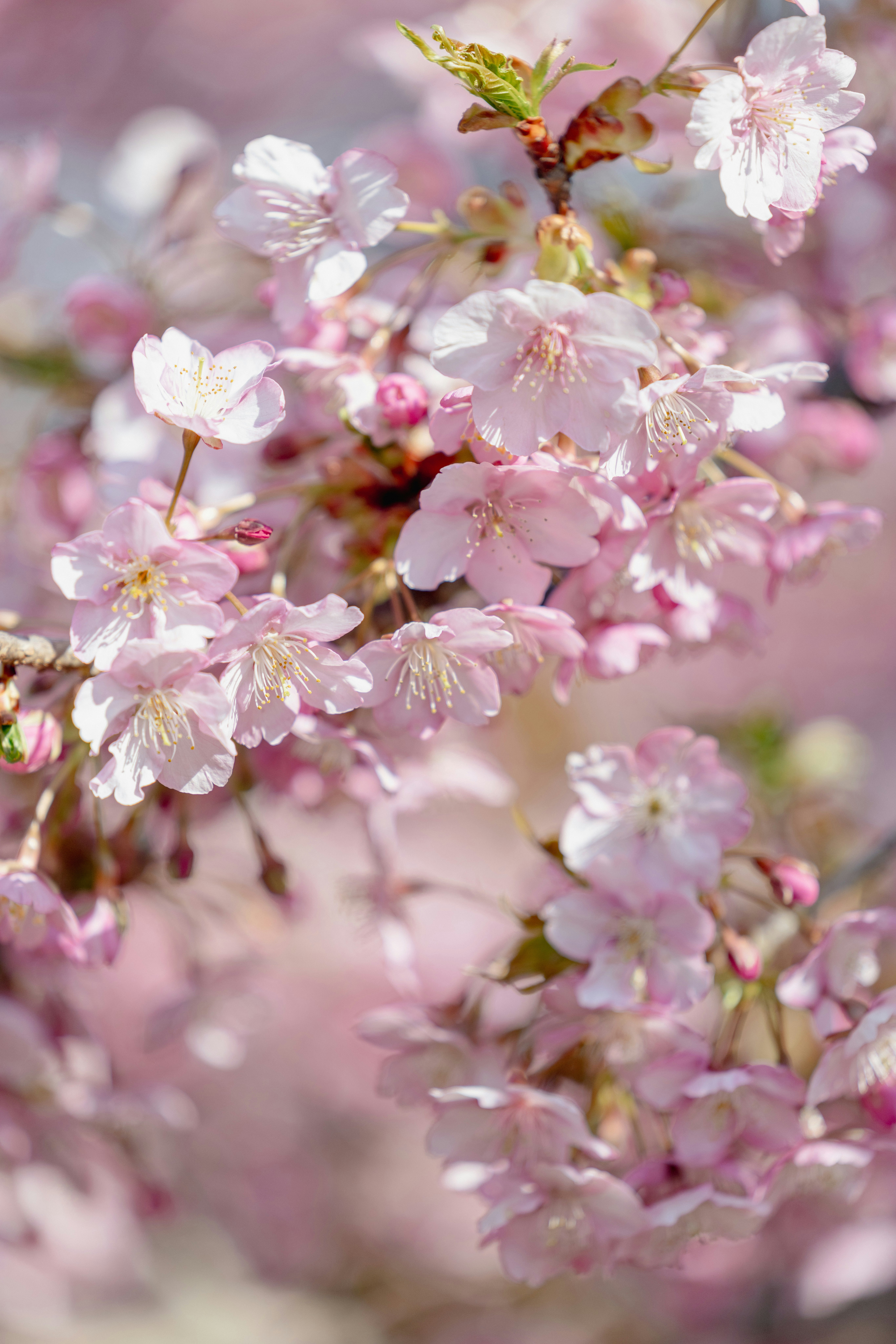 河津桜の淡いピンクの花のクローズアップ