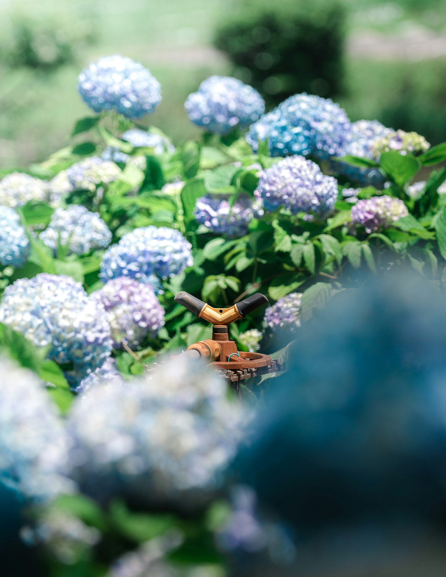 Un jardín lleno de hortensias azules con un pequeño objeto decorativo