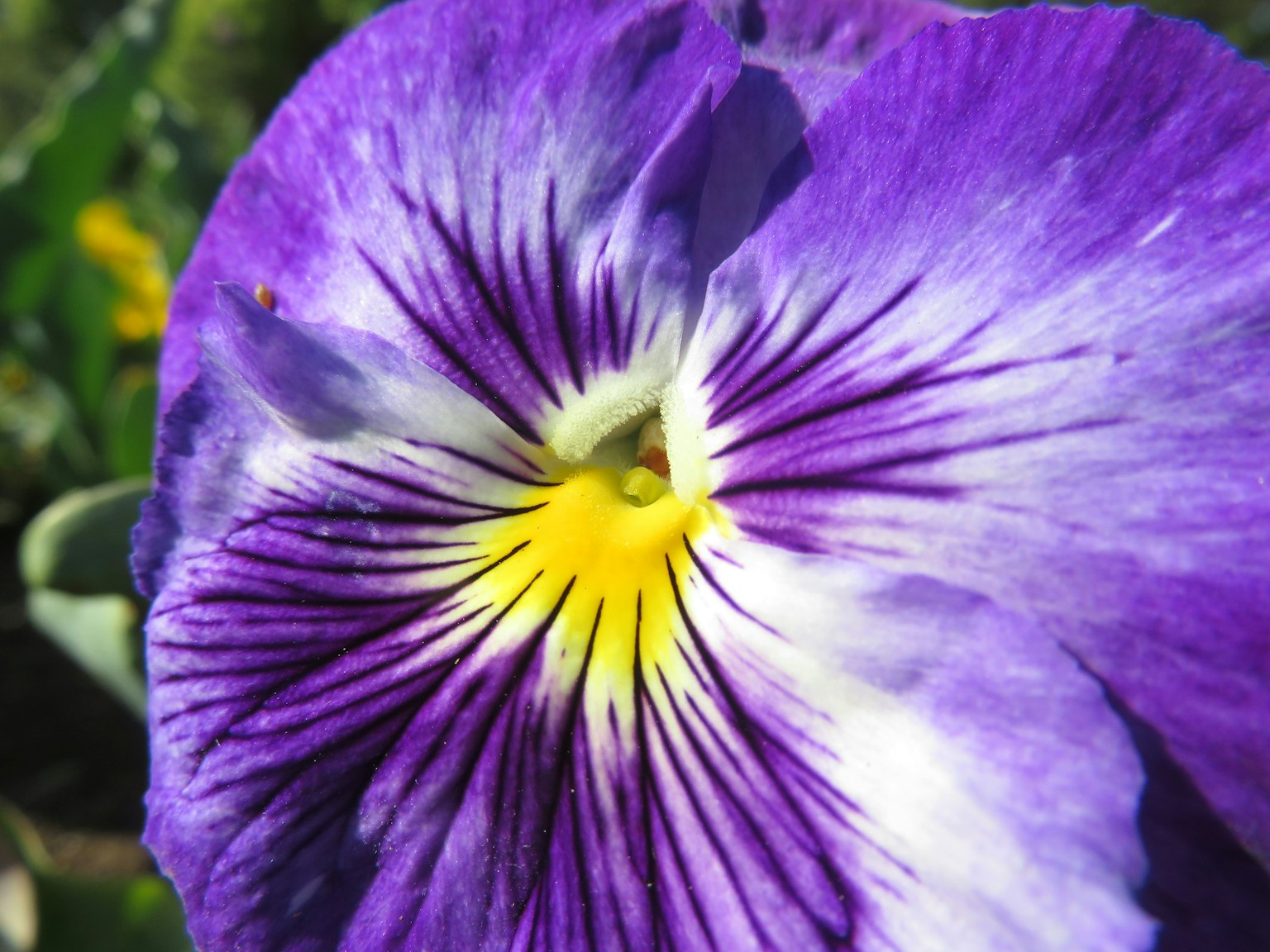 Close-up bunga pansy ungu dengan pusat kuning