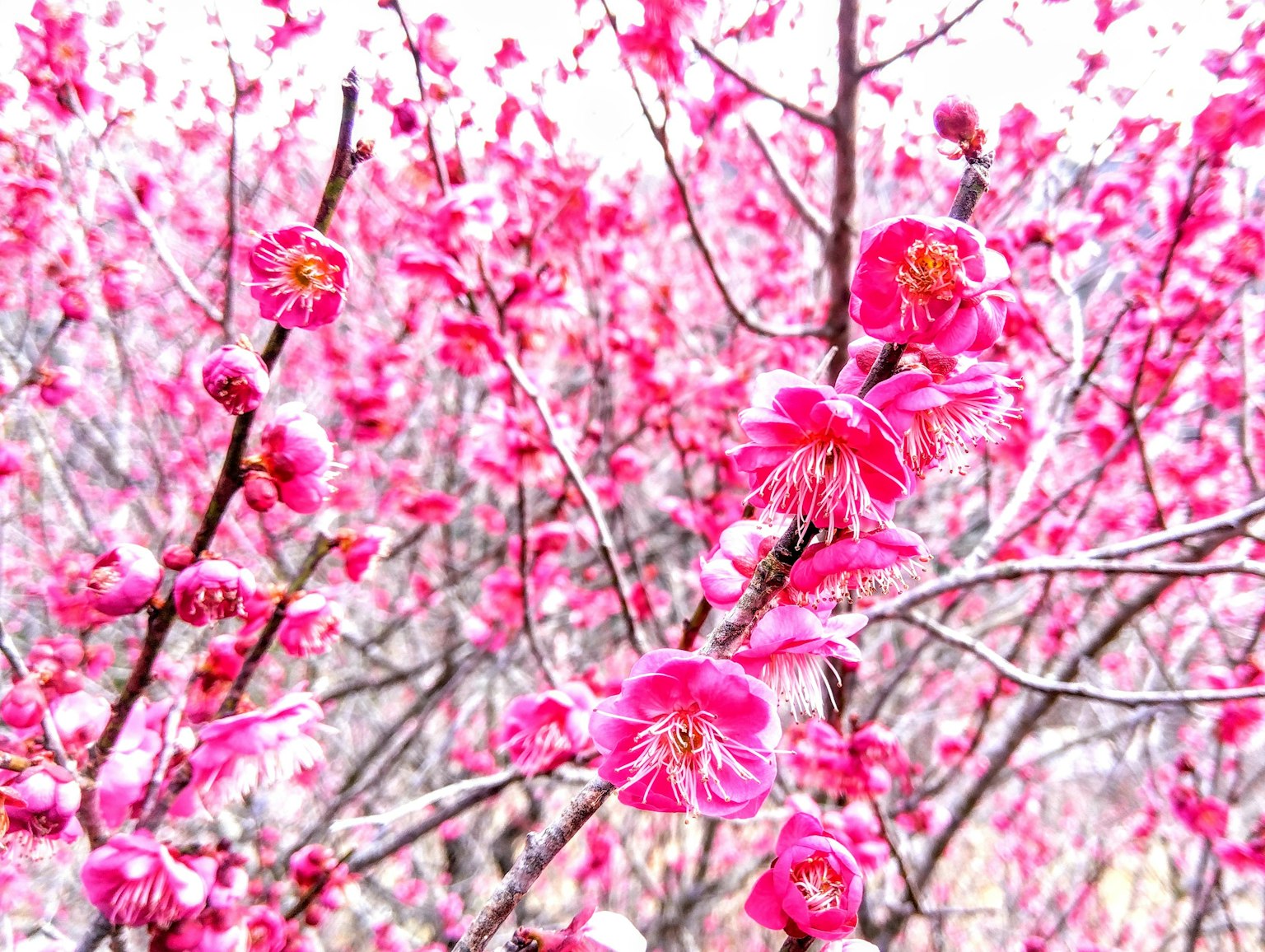 盛开粉色花朵的树枝特写