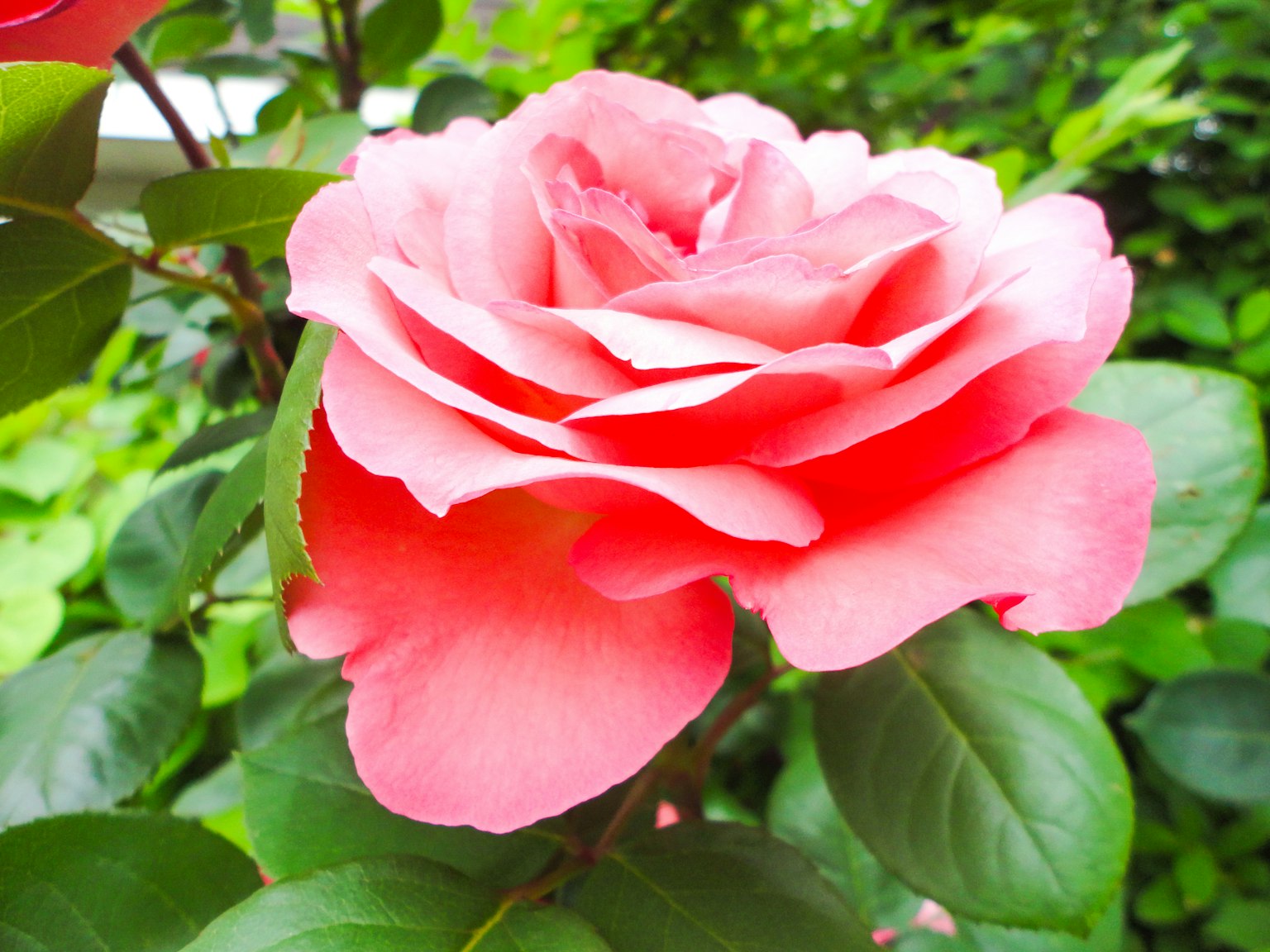 Une rose rose vibrante fleurissant parmi des feuilles vertes