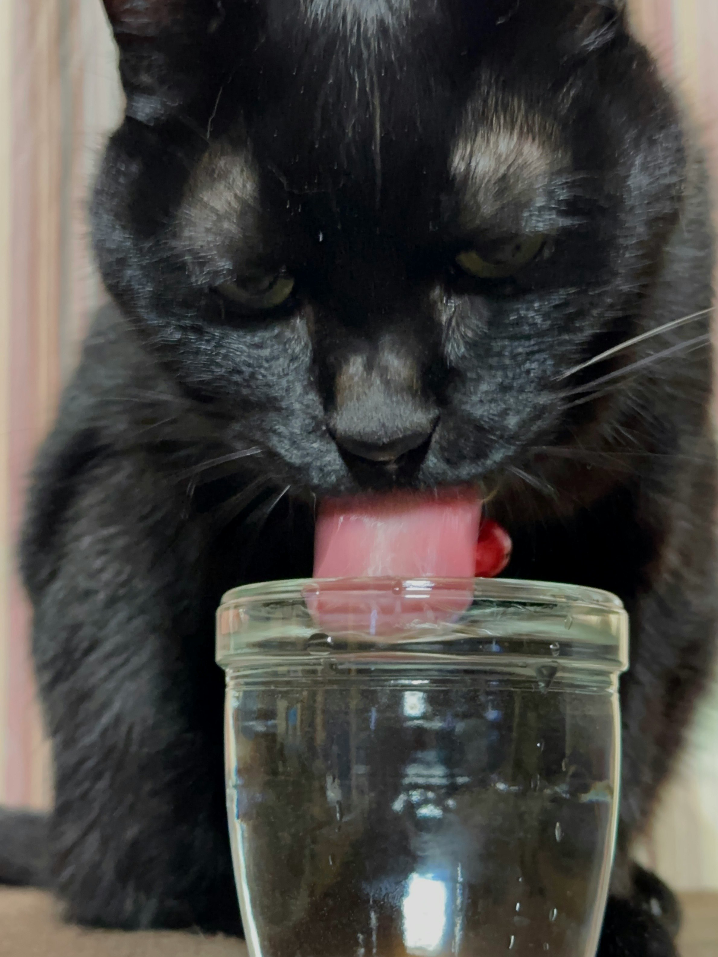 水分補給中の黒猫がガラス瓶の水を見つめる画像