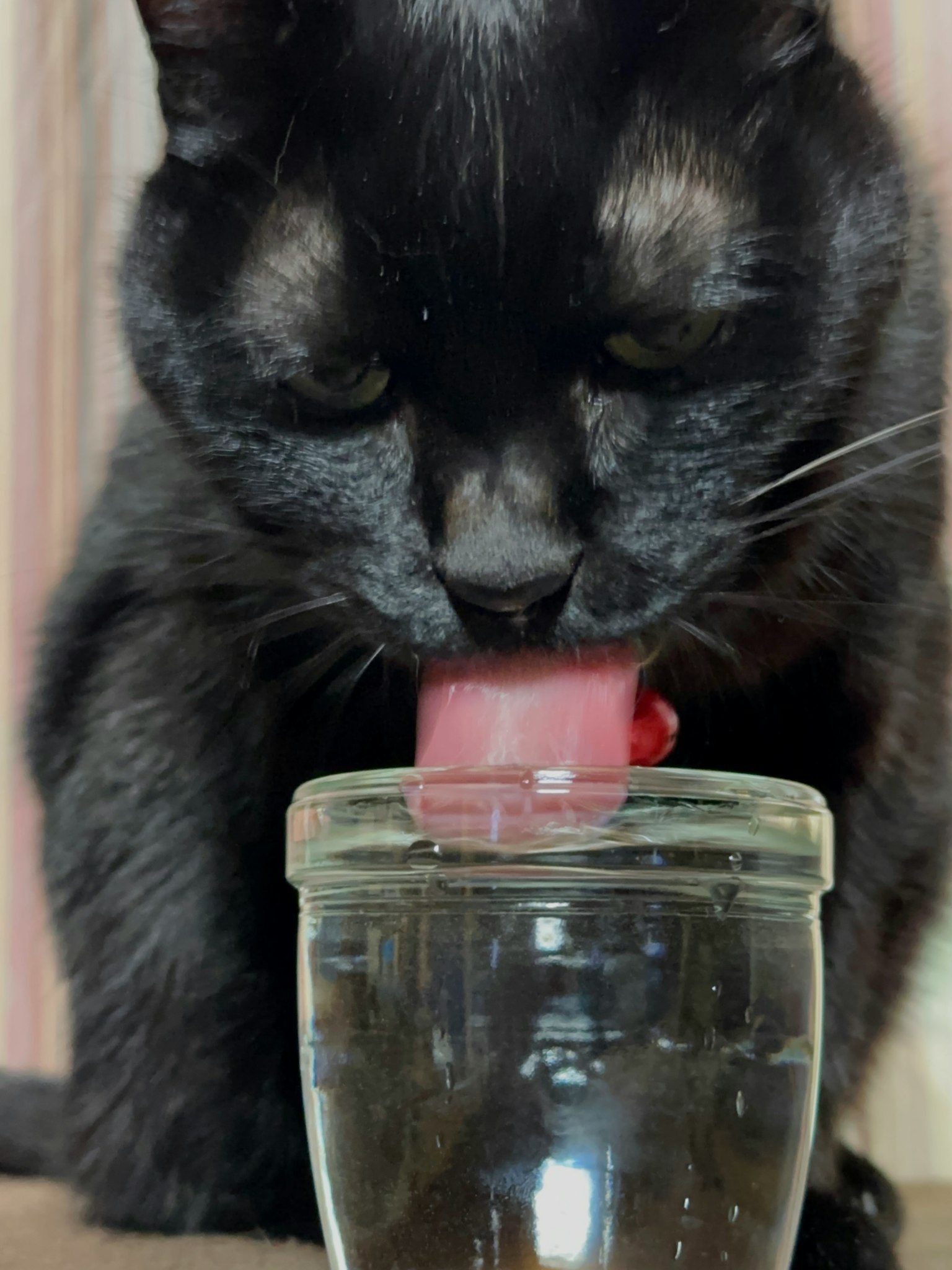 Chat noir léchant de l'eau dans un bocal en verre