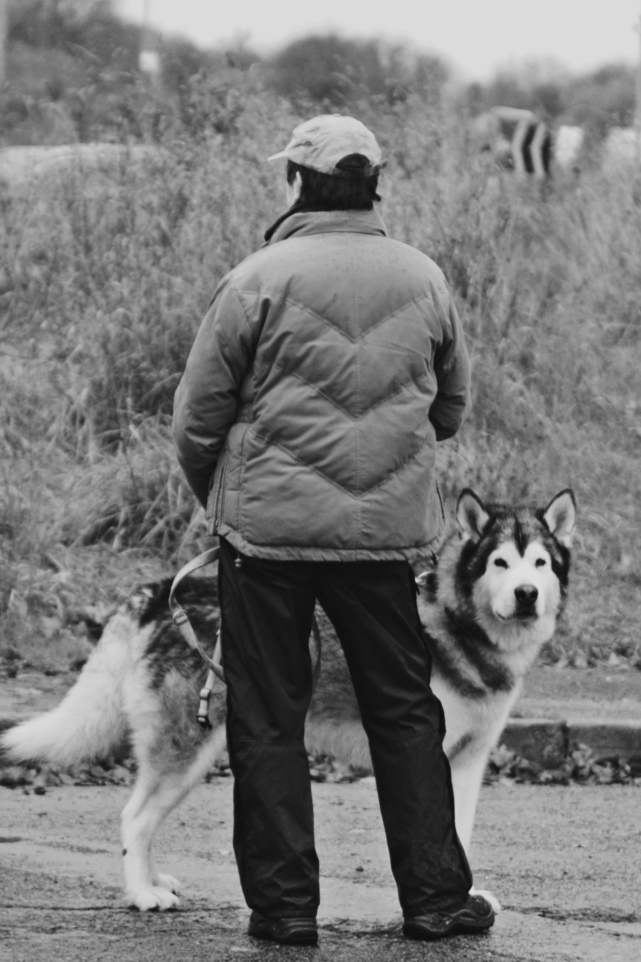 サリスベリーで散歩する男性とハスキー犬