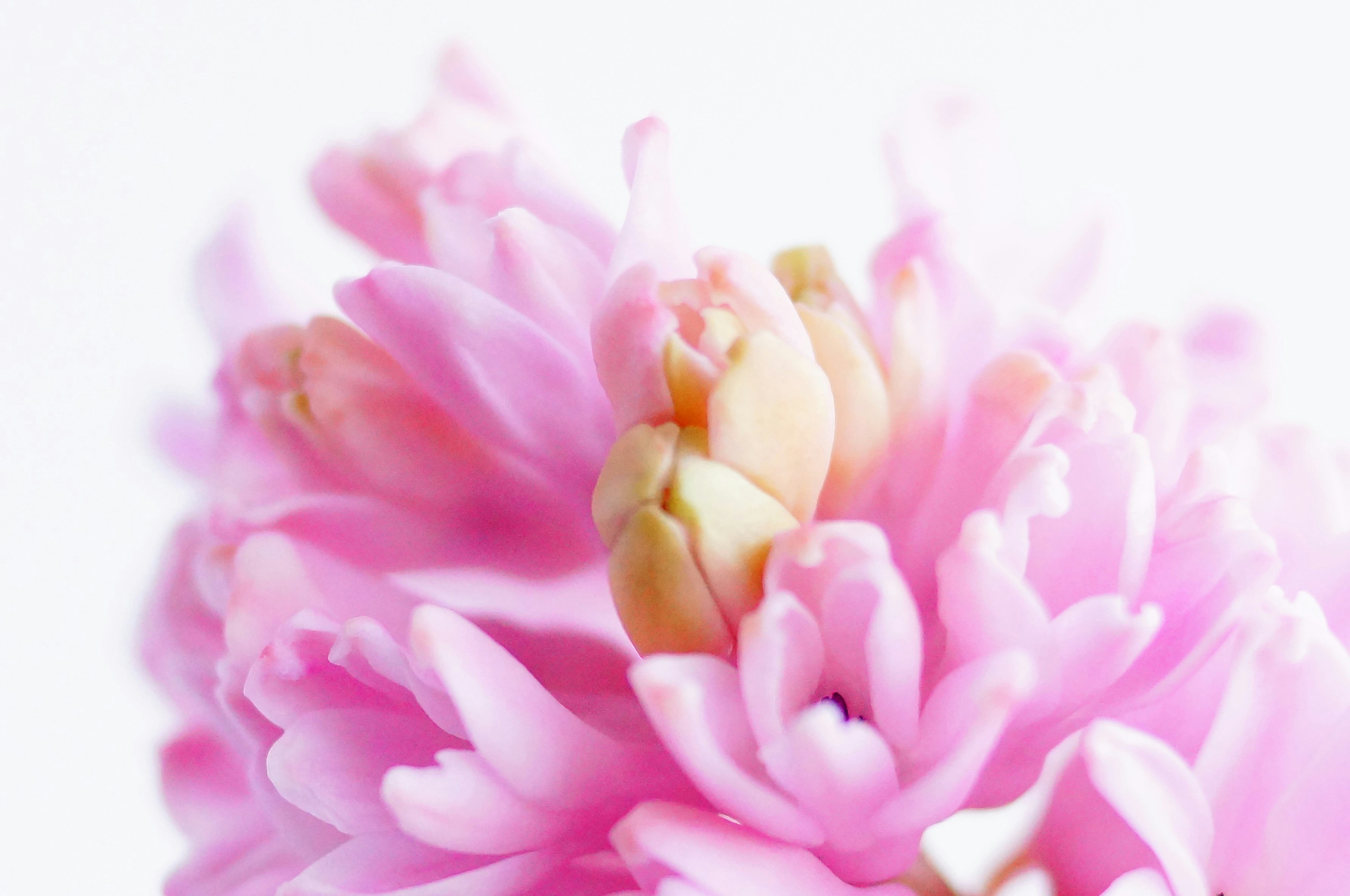 淡いピンクの花びらが重なる牡丹のクローズアップ