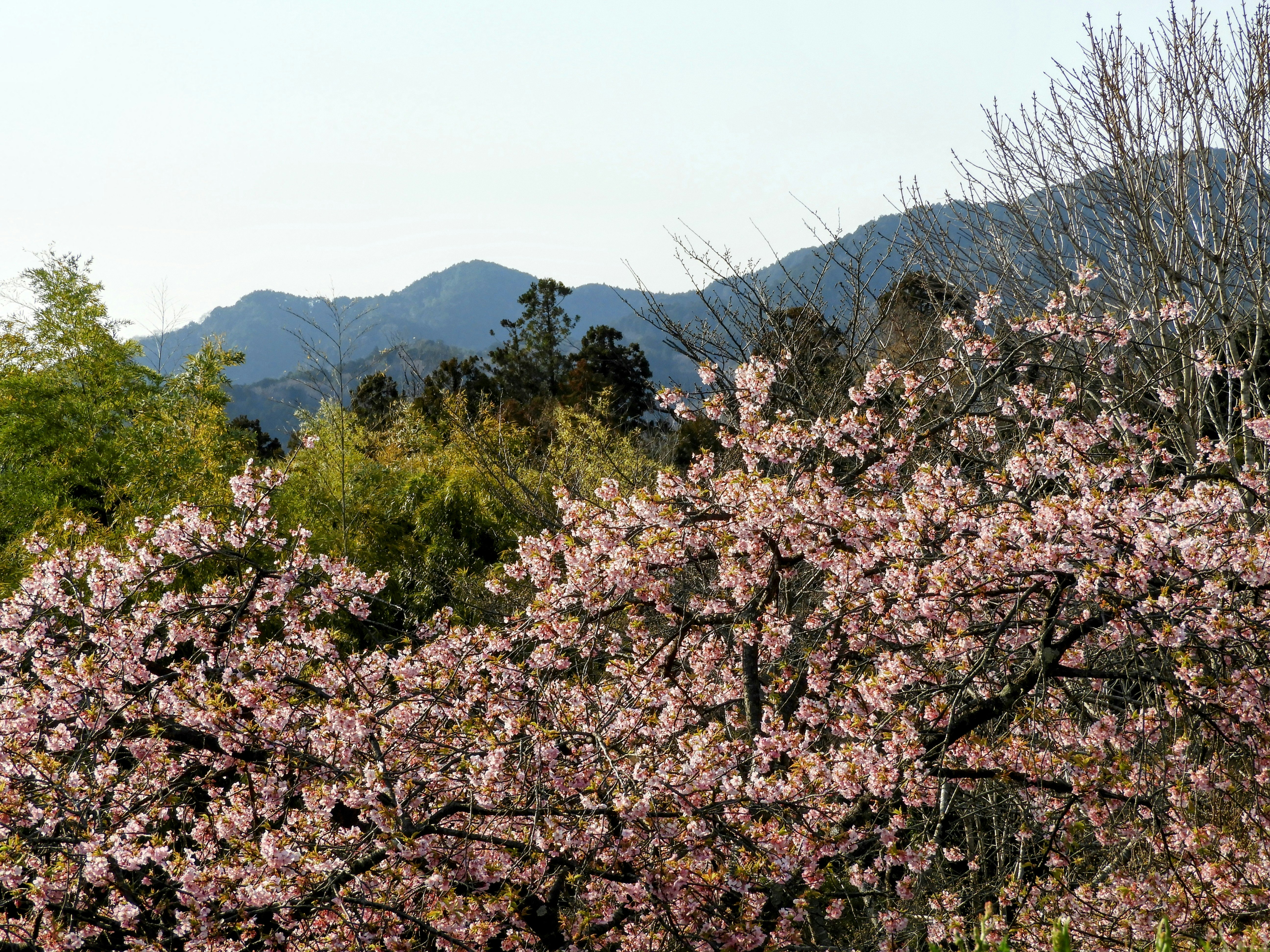 山並みを背景に咲く桜の花の並木