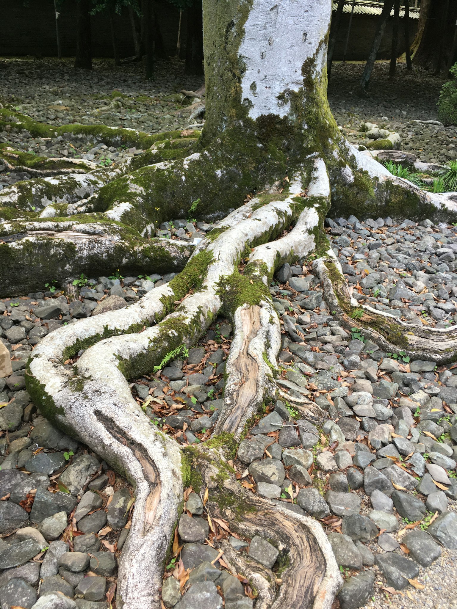 樹根在岩石上延伸，明顯的苔蘚和石頭