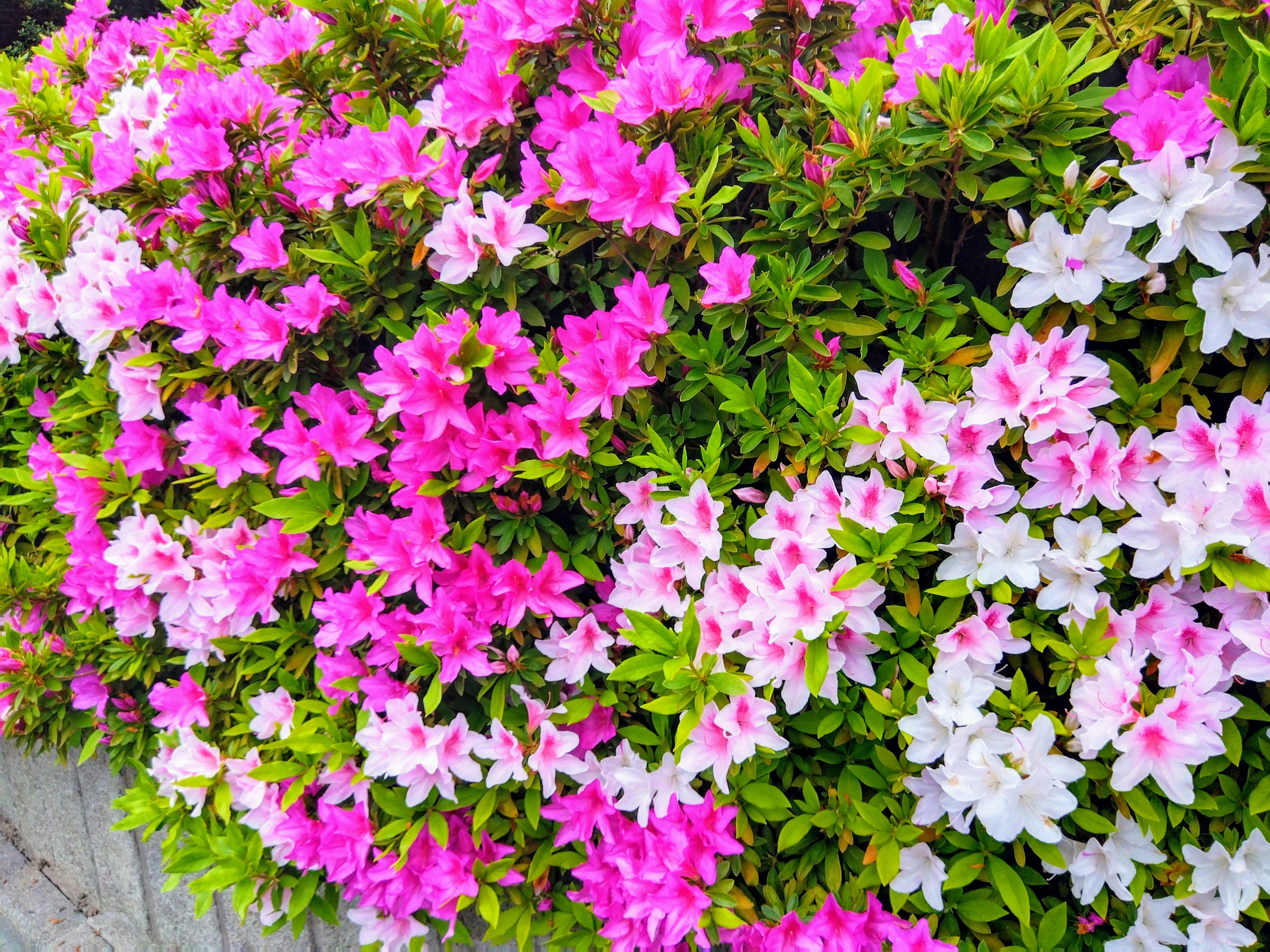 macizo de azaleas de colores vibrantes en plena floración