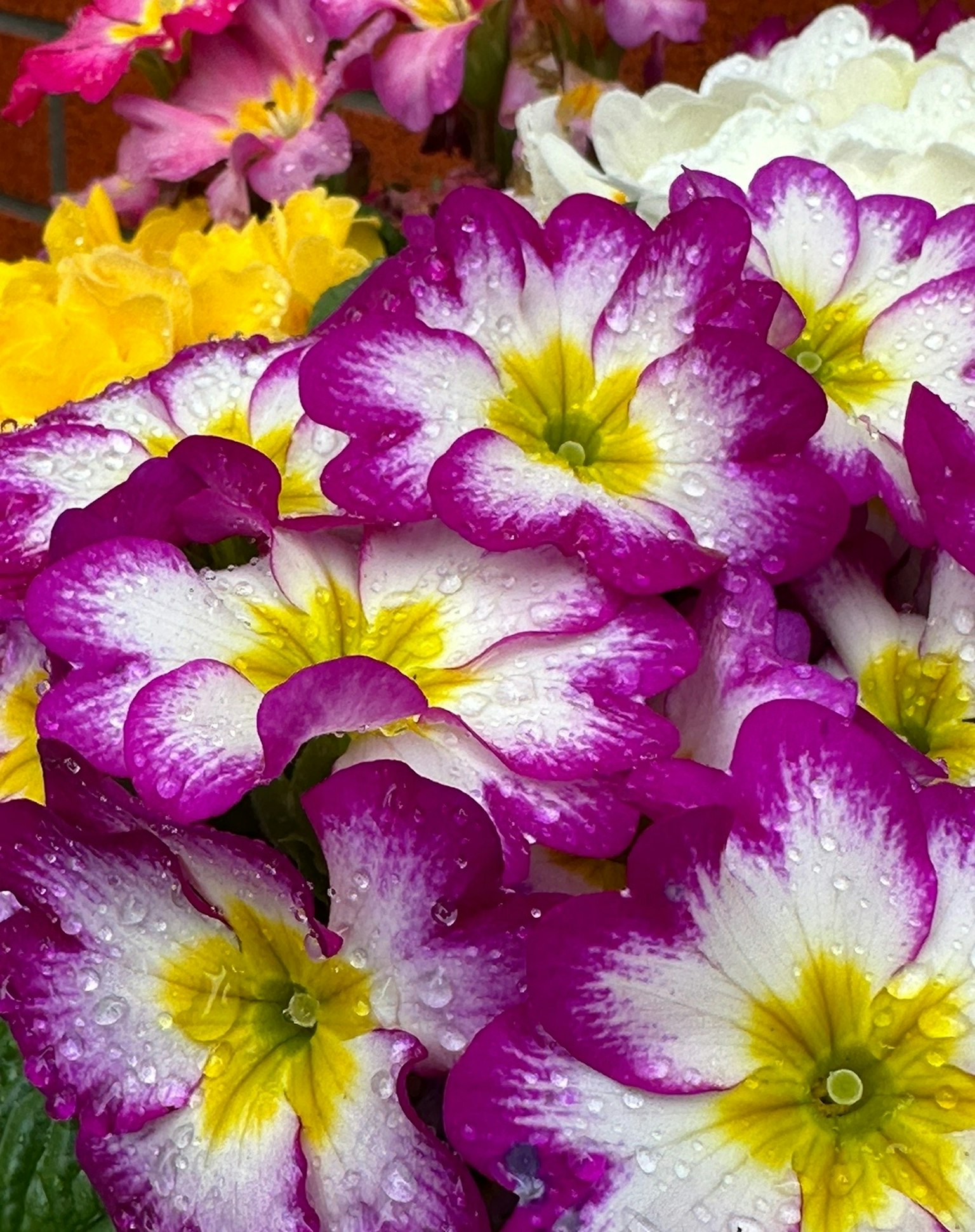 鮮豔的報春花花束，紫色和白色花瓣上點綴著雨滴