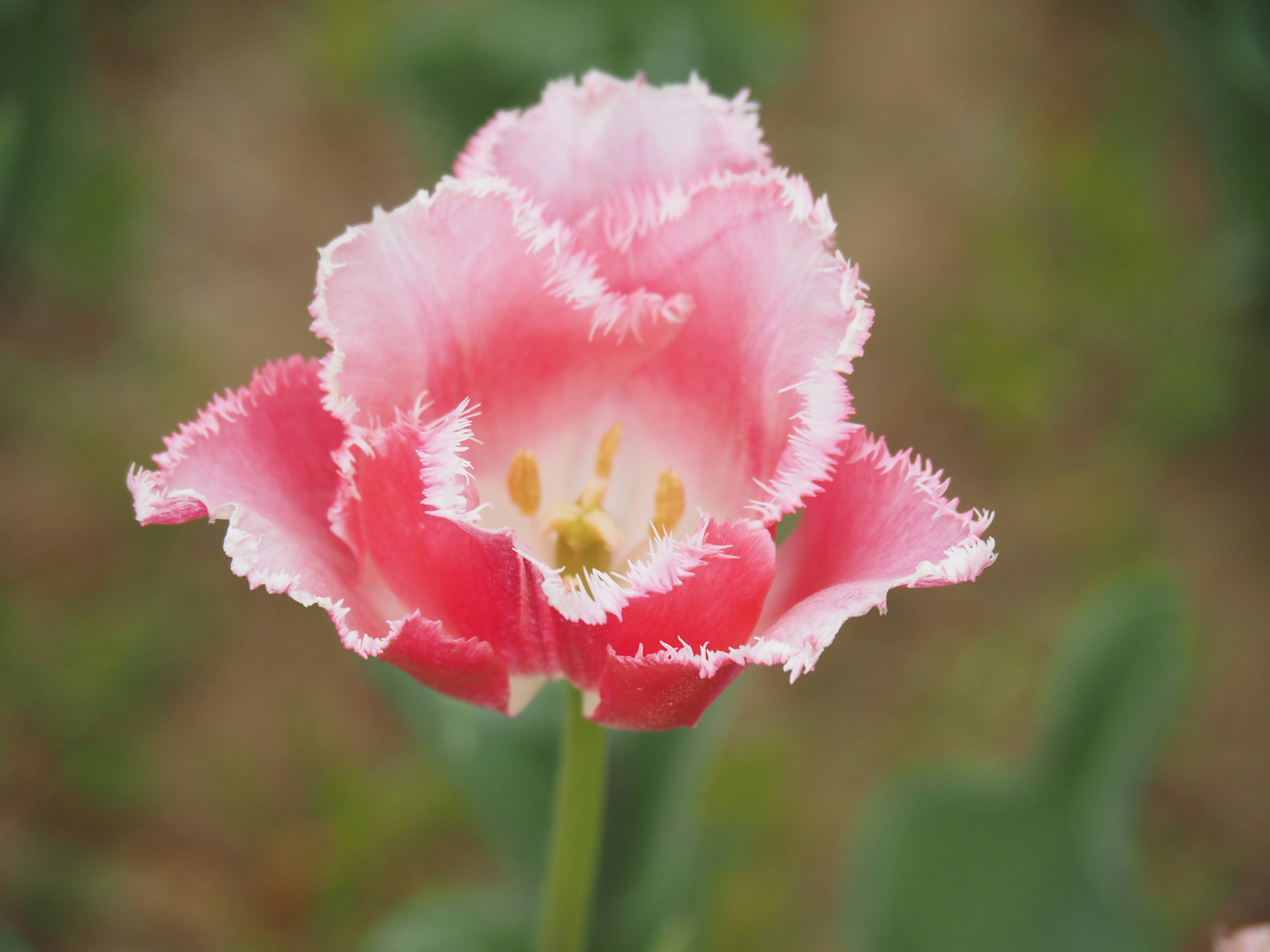 Nahaufnahme einer rosa Tulpenblüte